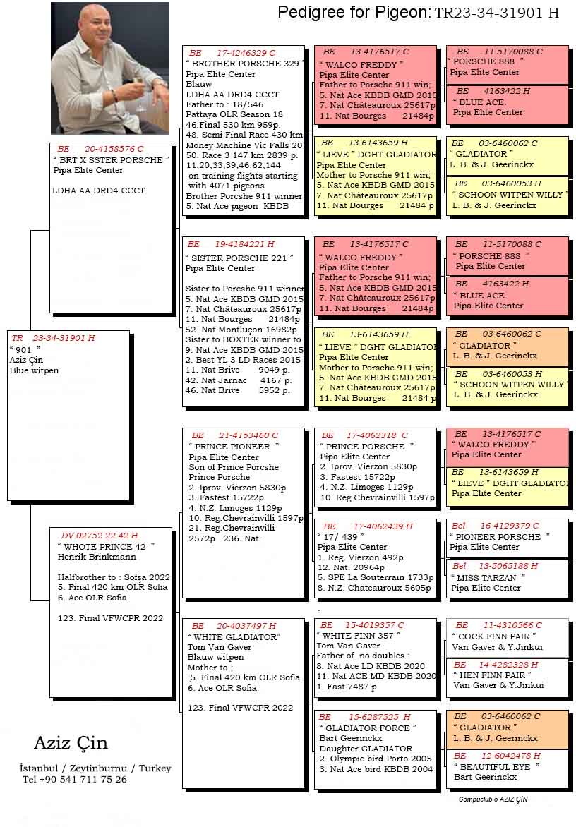 TR23-34-31902 DİŞİ / BABASI PORSCHE 911 INBREED ANNESİ PRINS PORSCHE 911 TORUNU