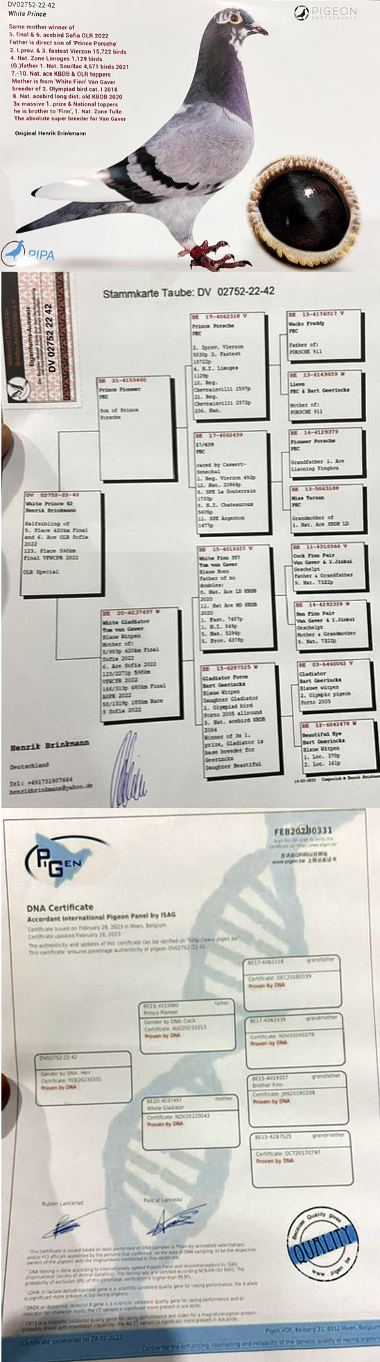 TR23-34-31902 DİŞİ / BABASI PORSCHE 911 INBREED ANNESİ PRINS PORSCHE 911 TORUNU