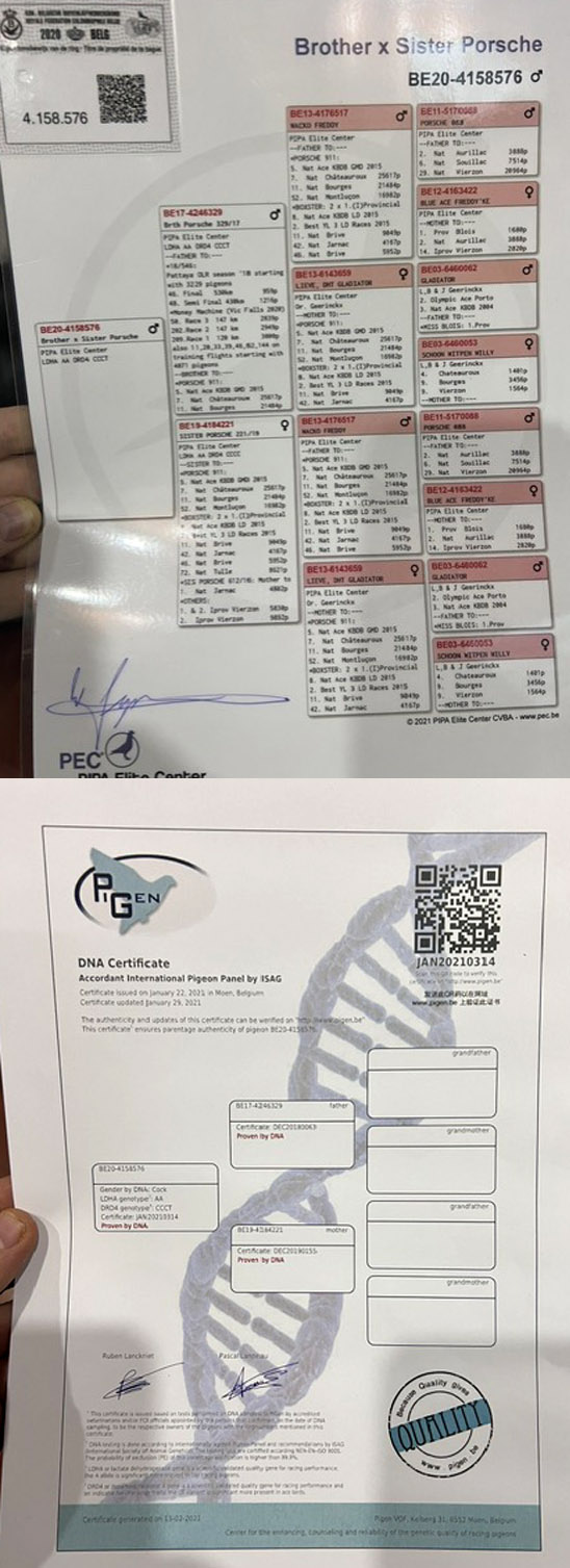 TR23-34-31902 DİŞİ / BABASI PORSCHE 911 INBREED ANNESİ PRINS PORSCHE 911 TORUNU