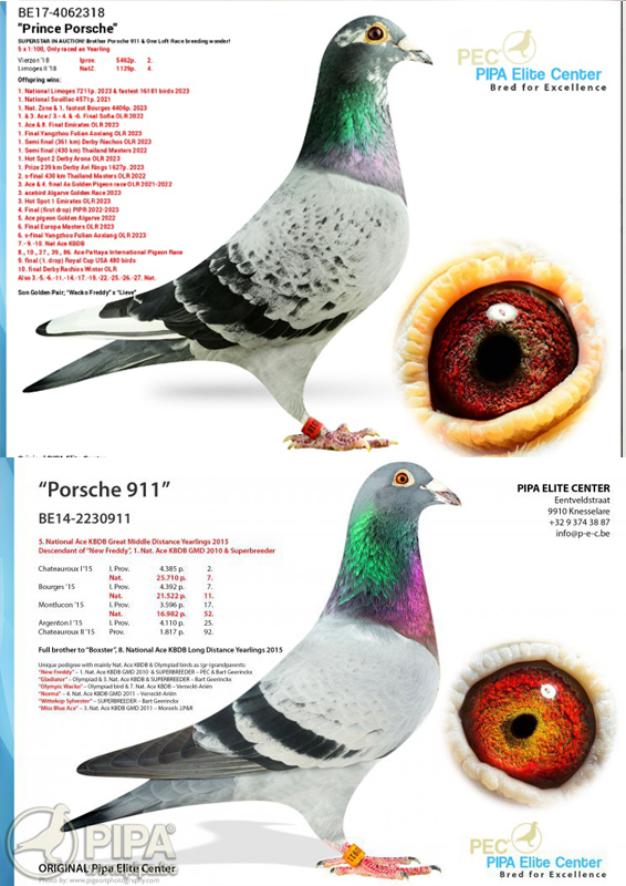 TR23-34-31902 DİŞİ / BABASI PORSCHE 911 INBREED ANNESİ PRINS PORSCHE 911 TORUNU