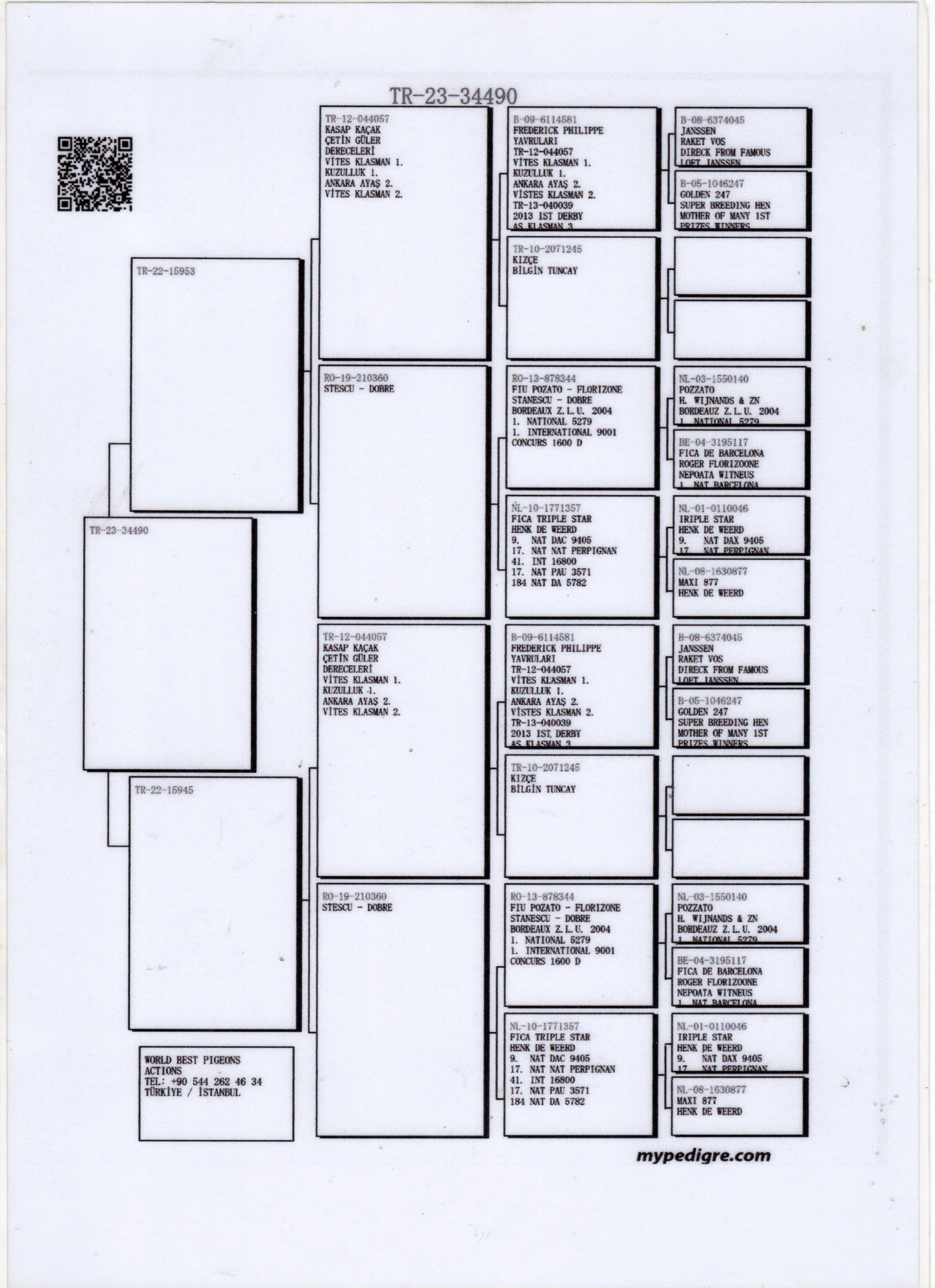 TR23-34-34490 DİŞİ / INBREED JANSSEN - POZOTTO -DEWEERD