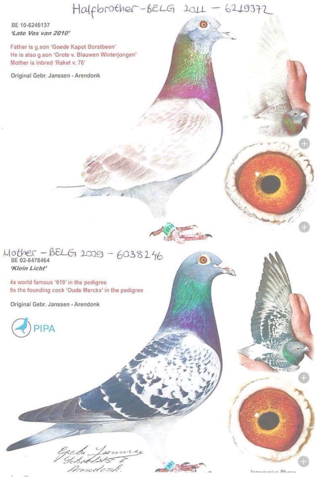 TR23-34-34506 ERKEK / GEBR. JANSSEN % 100