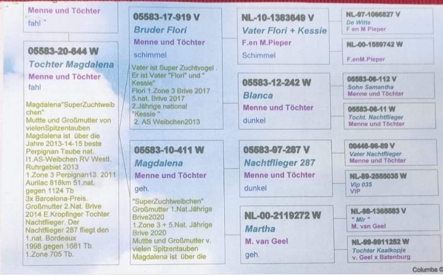 TR23-34-34527 DİŞİ / MENNE UND TOCHTER % 100