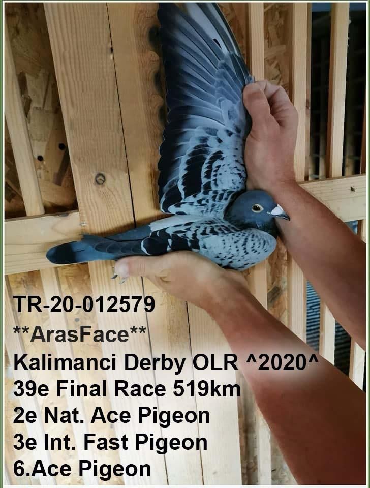 TR23-34-34987 DİŞİ / 41. FİNAL 505 KM & 13. AS GÜVERCİN - FIRAT ARAS - FİGO MEHMET