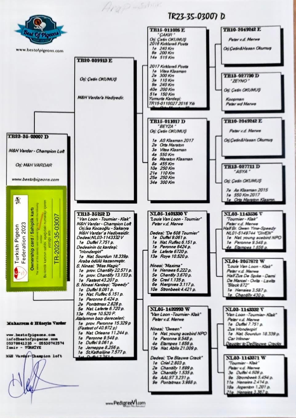 TR23-35-03007 DİŞİ / MERWE - KOOPMAN