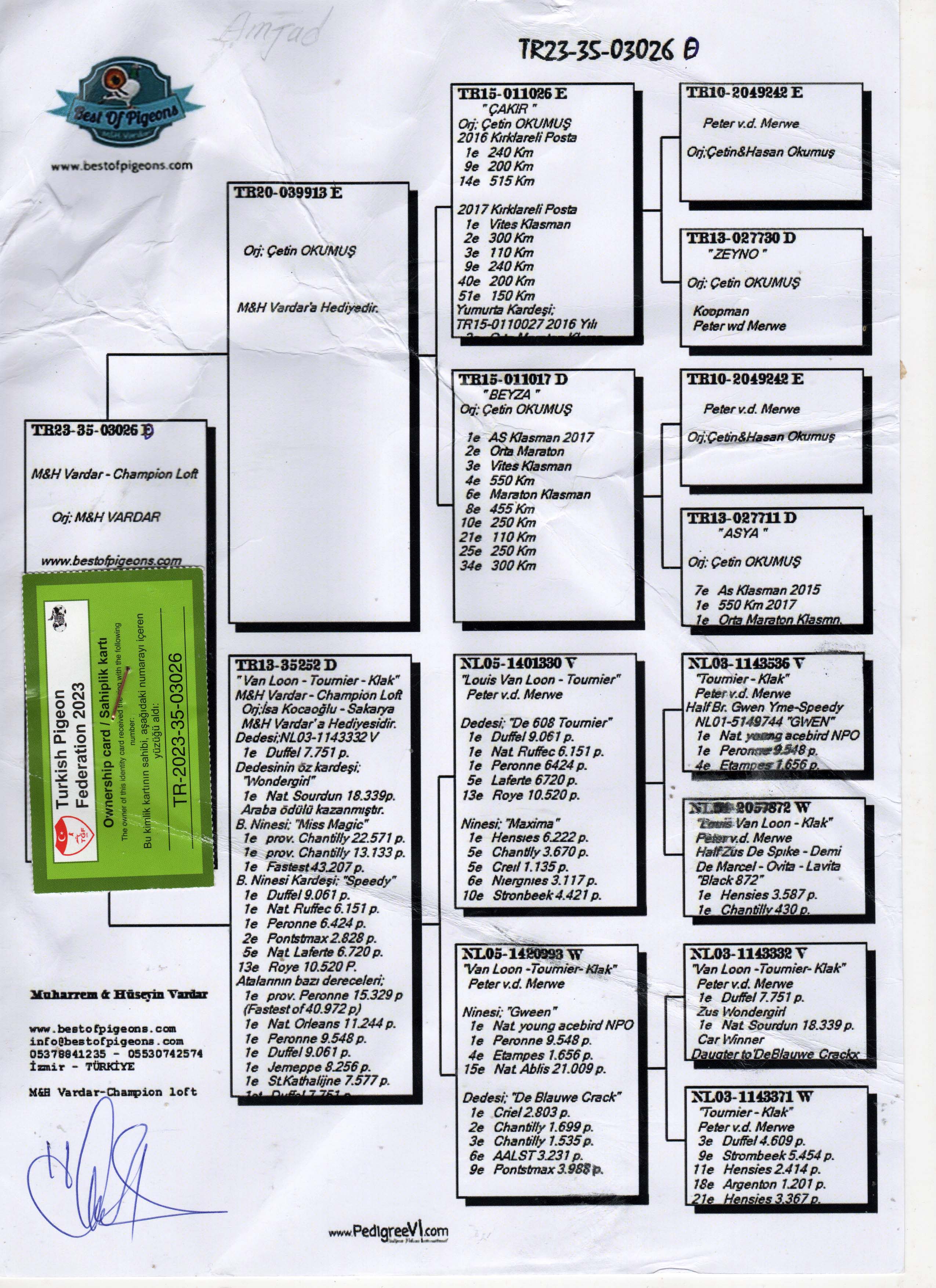 TR23-35-03026 DİŞİ / MERWE  - KOOPMAN