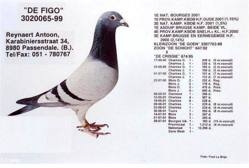TR23-45-008663 DİŞİ / İSMET ALTINTAŞ - REYNAERT % 100 ( FIGO )
