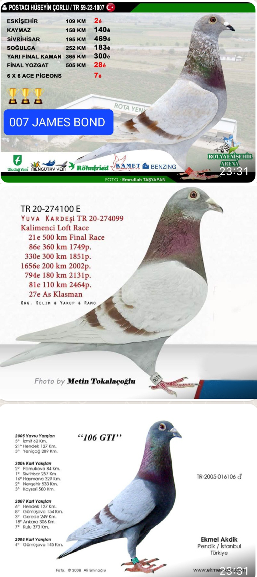 TR23-59-2091 ERKEK / BABASI SUPER  INBREED ROMARIO ANNESININ BABASININ YUVA KARDES 21. FİNAL 500 KM