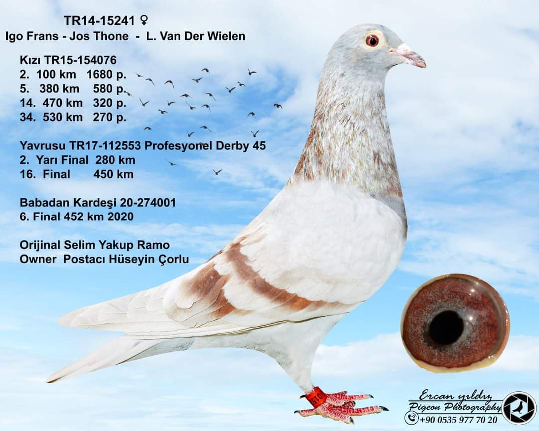 TR23-59-2091 ERKEK / BABASI SUPER  INBREED ROMARIO ANNESININ BABASININ YUVA KARDES 21. FİNAL 500 KM