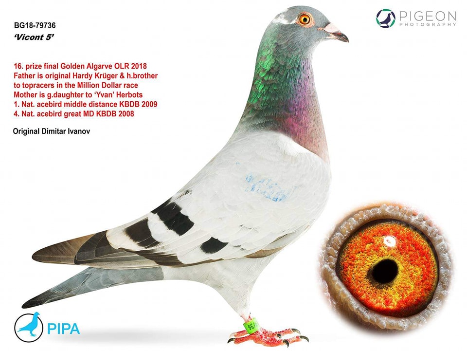 TR23-59-4131 ERKEK / BABASININ KARDEŞİ 16. FİNAL 505 ALGARVE ANNESİ 050 KARDEŞİ