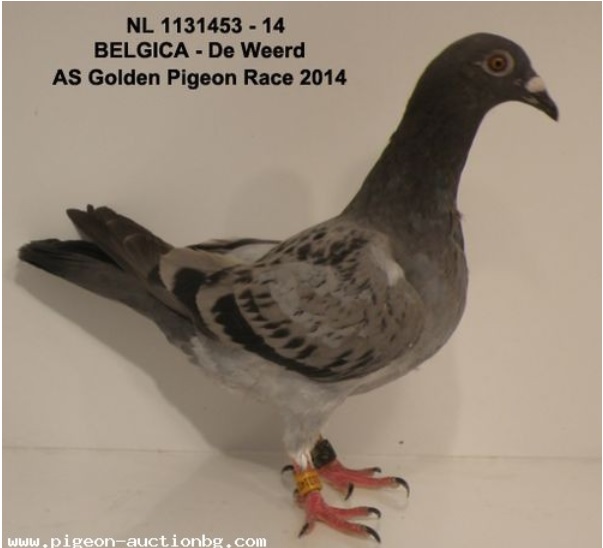 TR23-59-4159 ERKEK / BABASI PRENS 647 - 1. MARATON KLASMAN  - 1. AS GÜVERCİN 12X12