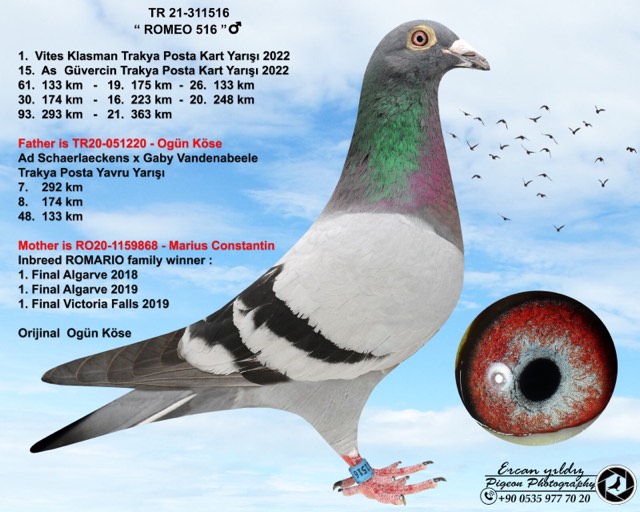 TR23-59-4189 DİŞİ / TAM KARDEŞİ 5. AS GÜVERCİN - 2. 133 KM  -  9. 293 KM