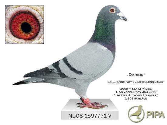 TR23-59-4193 ERKEK / BABSI 050 DİREK KARDEŞİ ANNESİ SG STEFFL GOMEZ