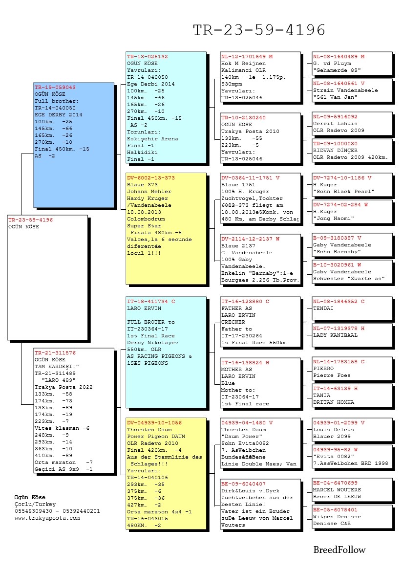 TR23-59-4196 DİŞİ / BABASININ KARDEŞİ 050 ANNESİNİN KARDEŞİ 6. AS VİTES 