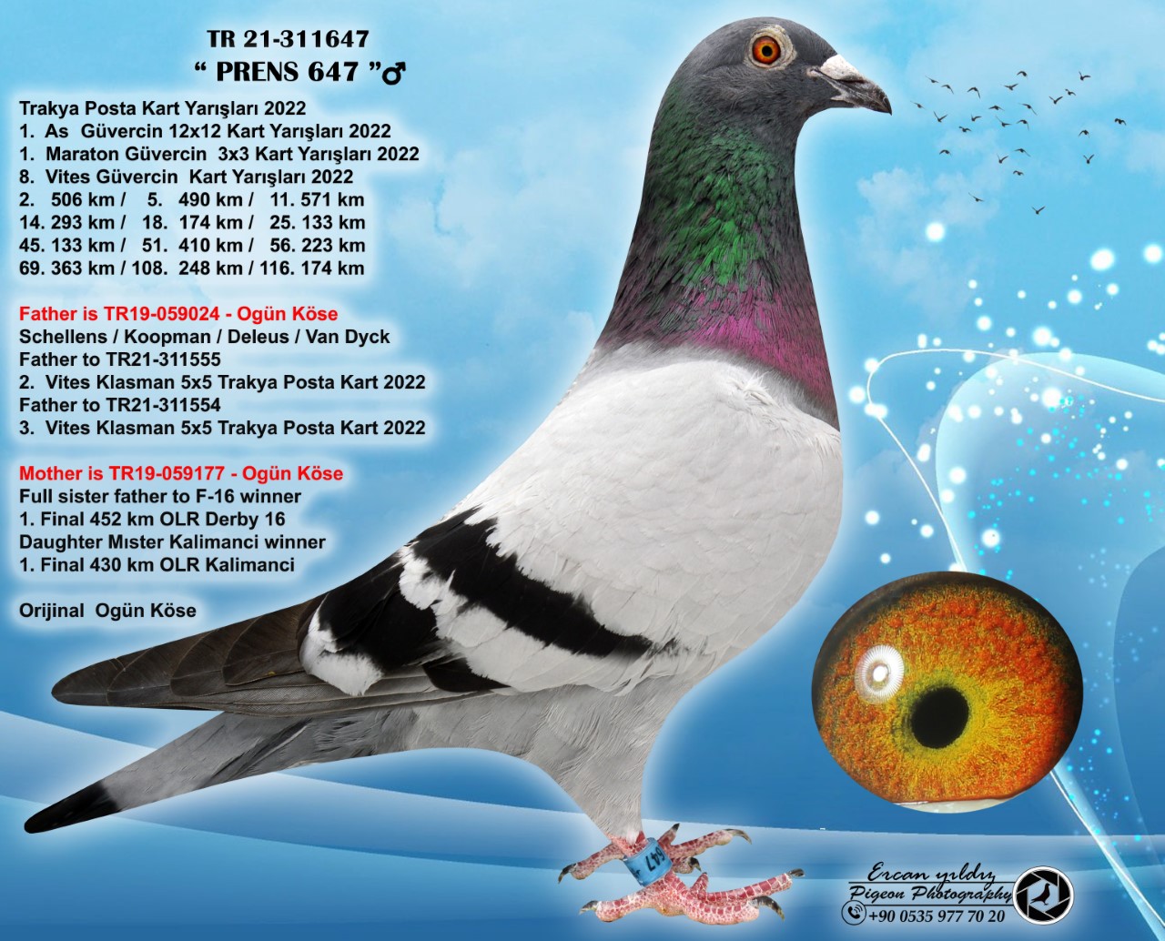 TR23-59-4222 DİŞİ  / BABASI PRENS 647 1. MARATON KLASMAN ANNESİ FULL SİSTER 1. AS