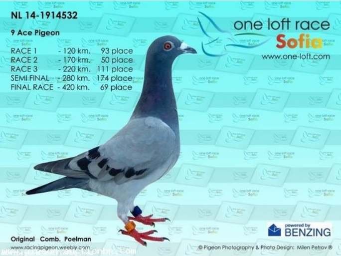 TR23-59-4222 DİŞİ  / BABASI PRENS 647 1. MARATON KLASMAN ANNESİ FULL SİSTER 1. AS