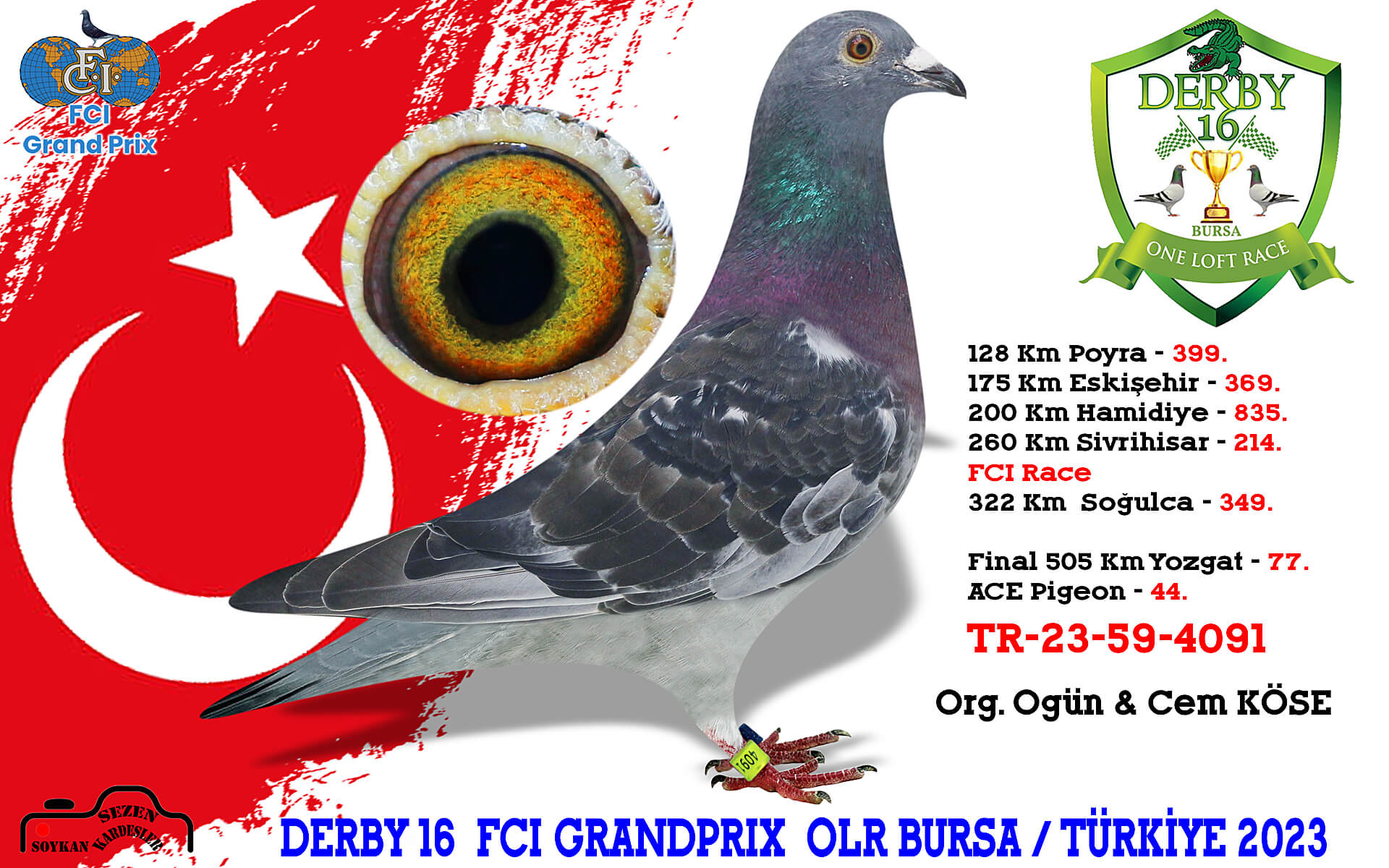 TR23-59-4234 DİŞİ / TAM KARDEŞİ 77. FİNAL DERBY16 & 44. AS GÜVERCİN 