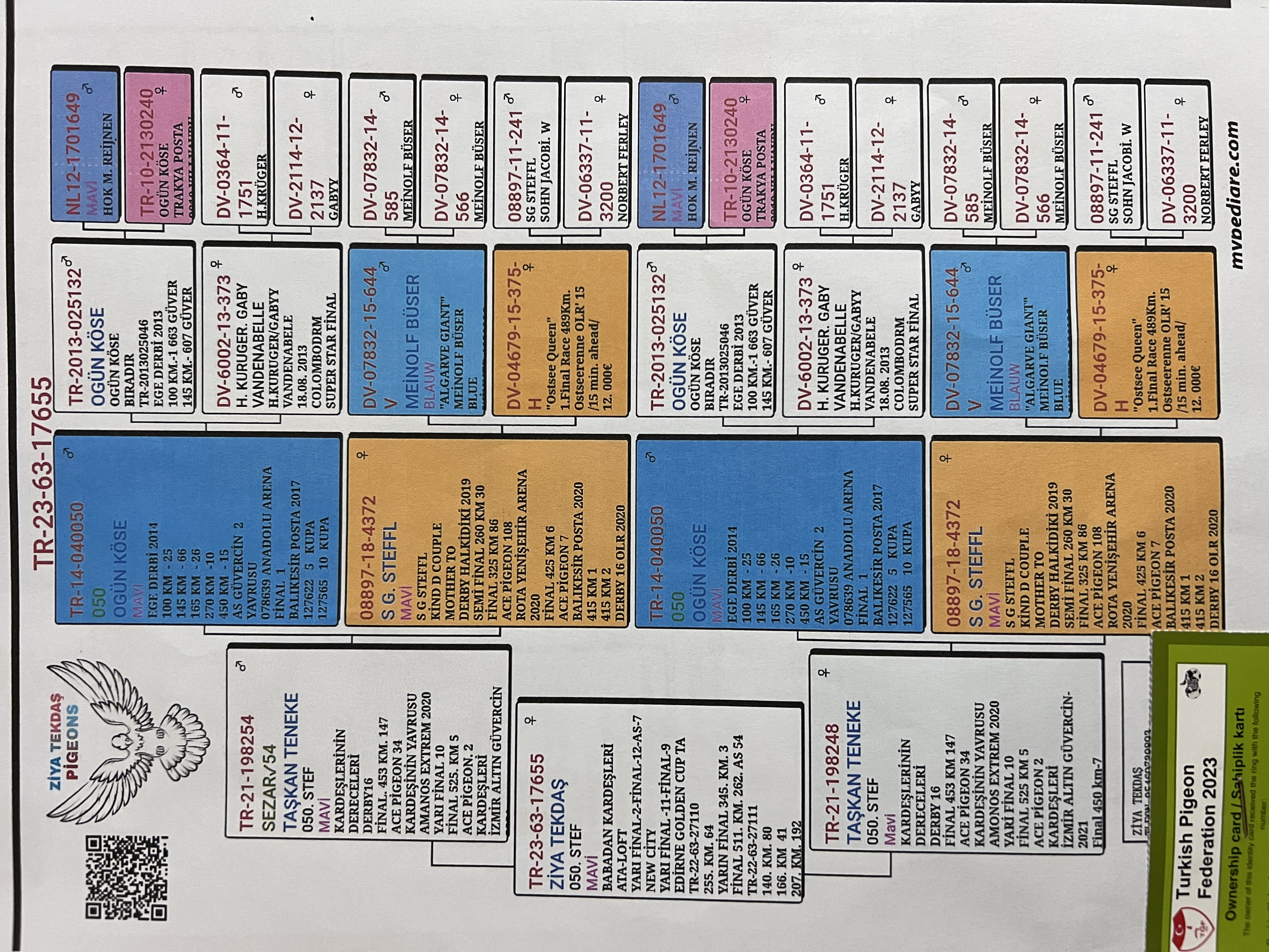 TR23-63-17655 DİŞİ / INBREED 050 X SG STEFFL