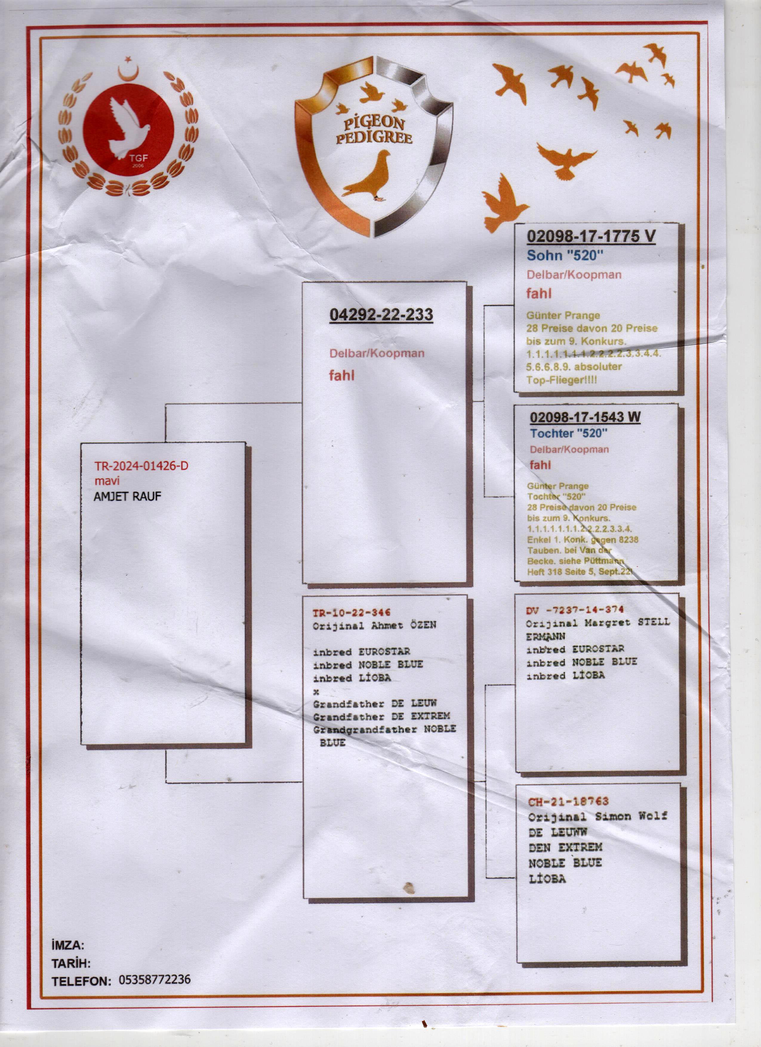 TR24-01426 DİŞİ / BABASI DELBAR KOOPMAN - ANNESİ KOOPMAN MARCEL WOUTERS 