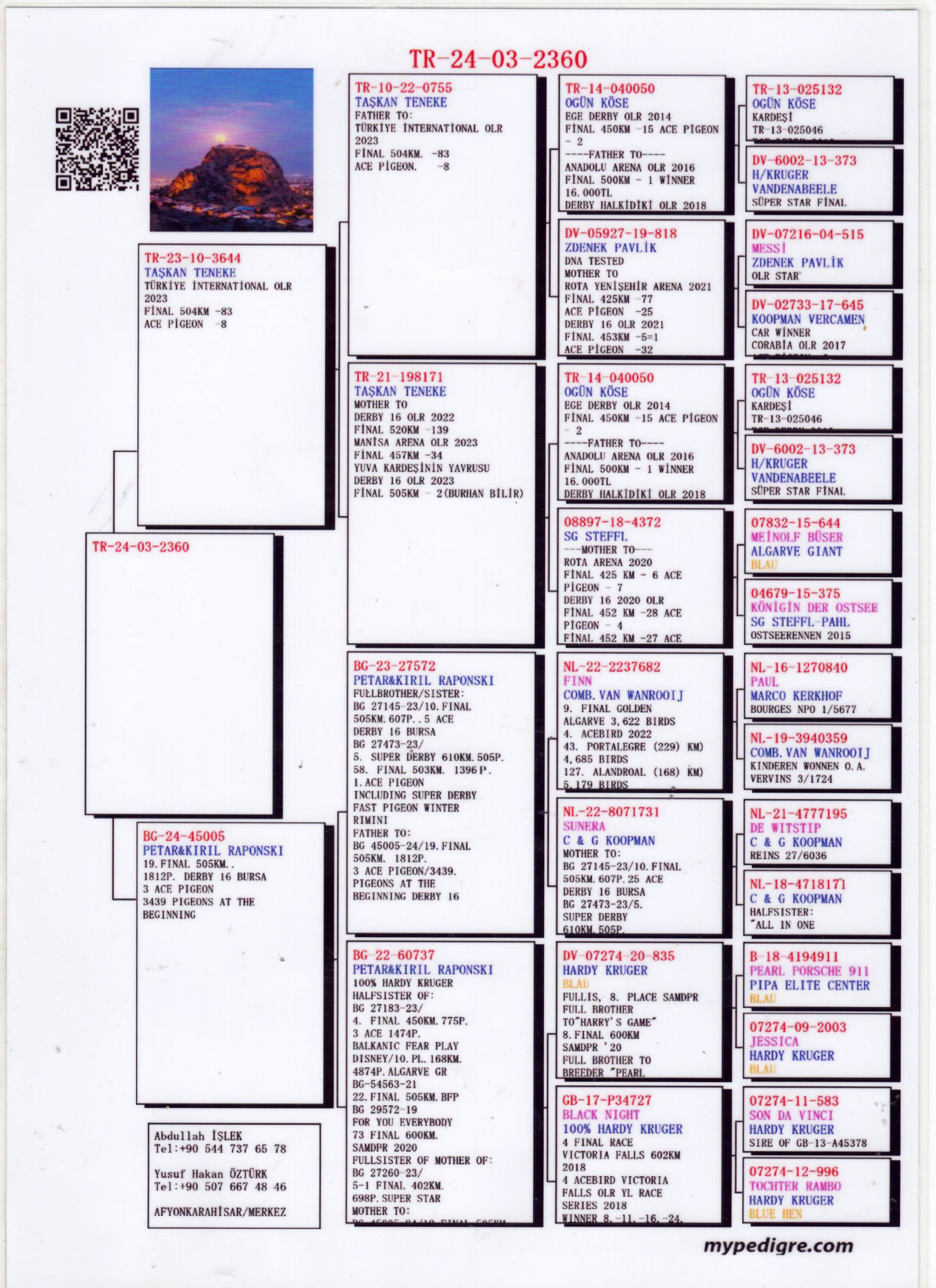 TR24-03-2360  DİŞİ / ANNESİ DERBY 16 3 ACE PİGEON FINN SUNDERA TORUNU