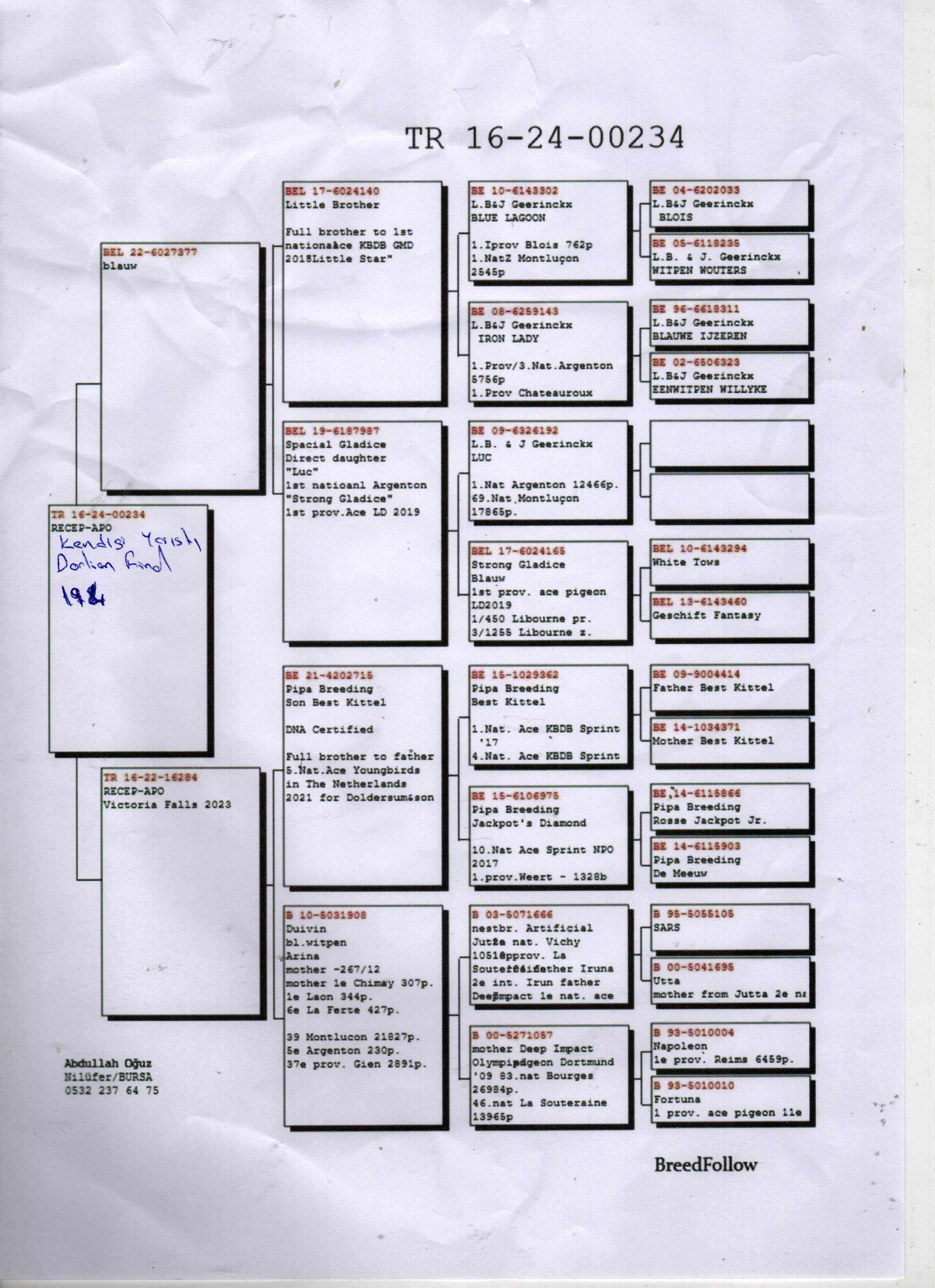 TR24-16-00234 DİŞİ / KENDİSİ DORLİON ARENA YARIMIS