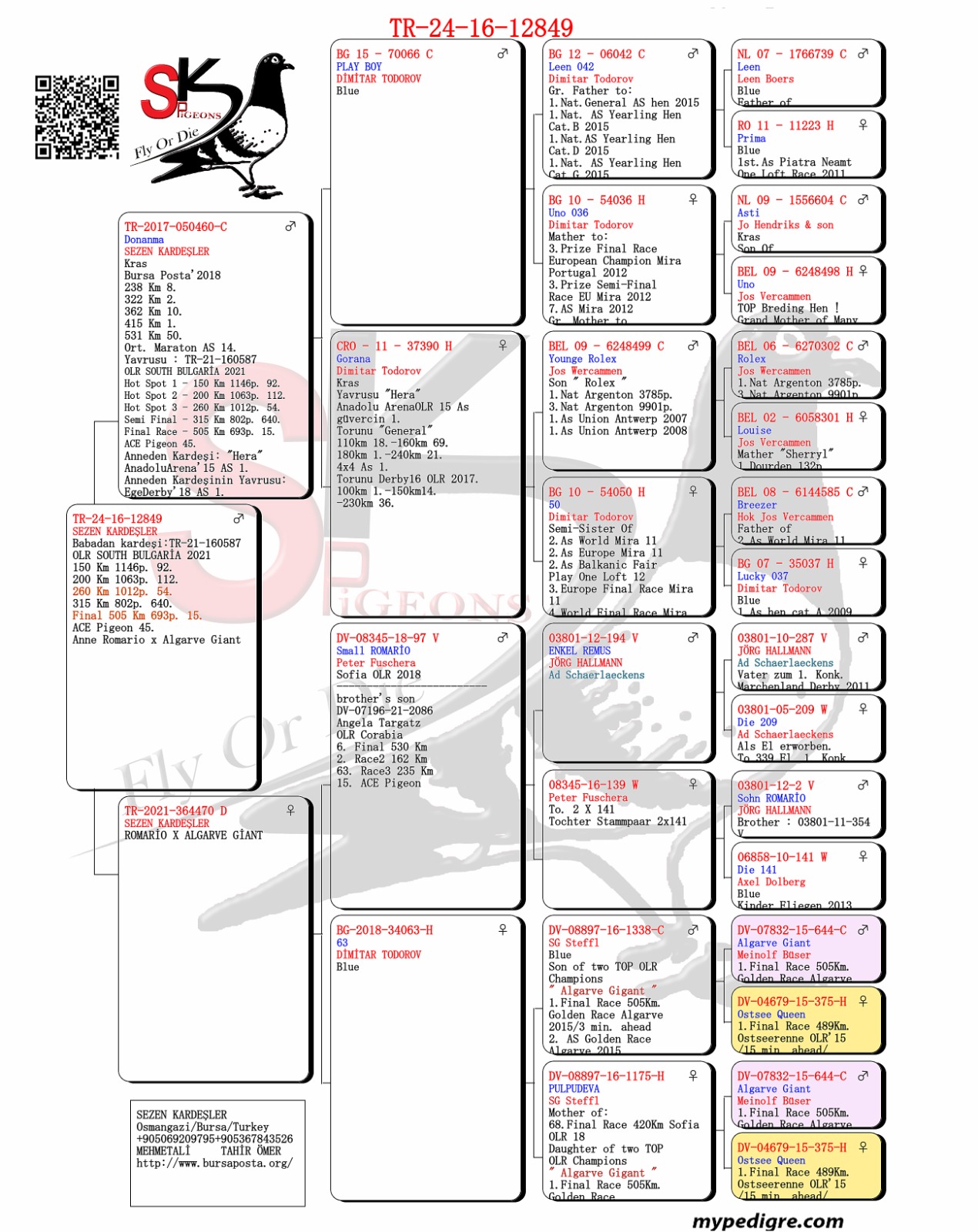 TR24-16-12849 DİŞİ /  BABASI BURSA POSTA   1  415 KM 2  322 KM