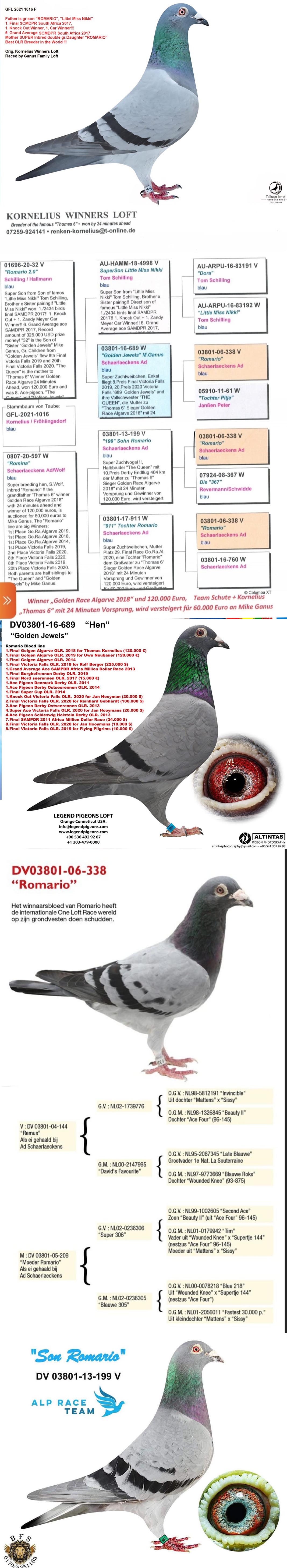 TR24-26-0524 ERKEK /  BLUE RIVER ROMARIO  X GANUS FAMILY LOFT