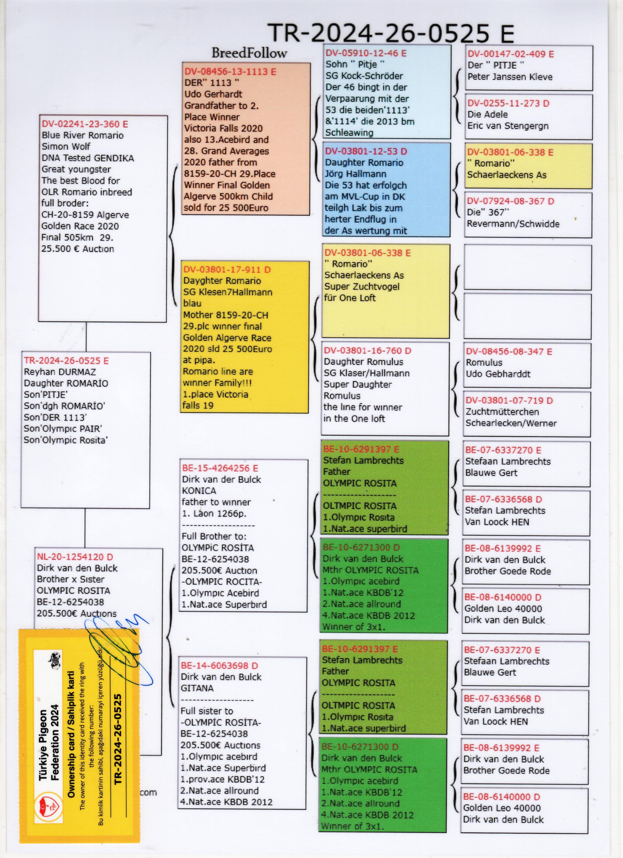 TR24-26-0525 ERKEK / BLUE RIVER ROMARIO X INBREED OLMPIC ROSITA 