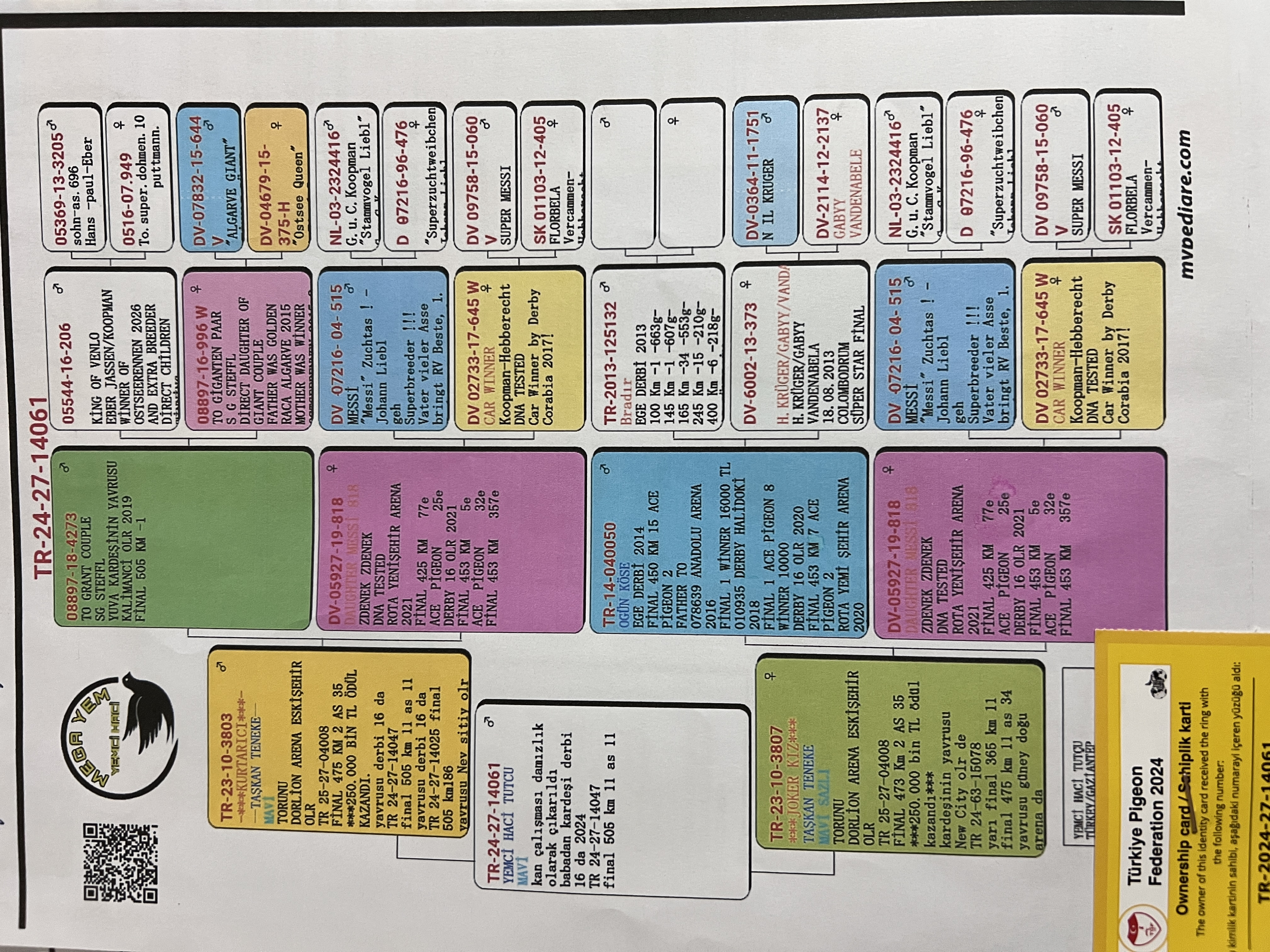 TR24-27-14061 ERKEK / INBREED 818 MESSI CAR WINNER