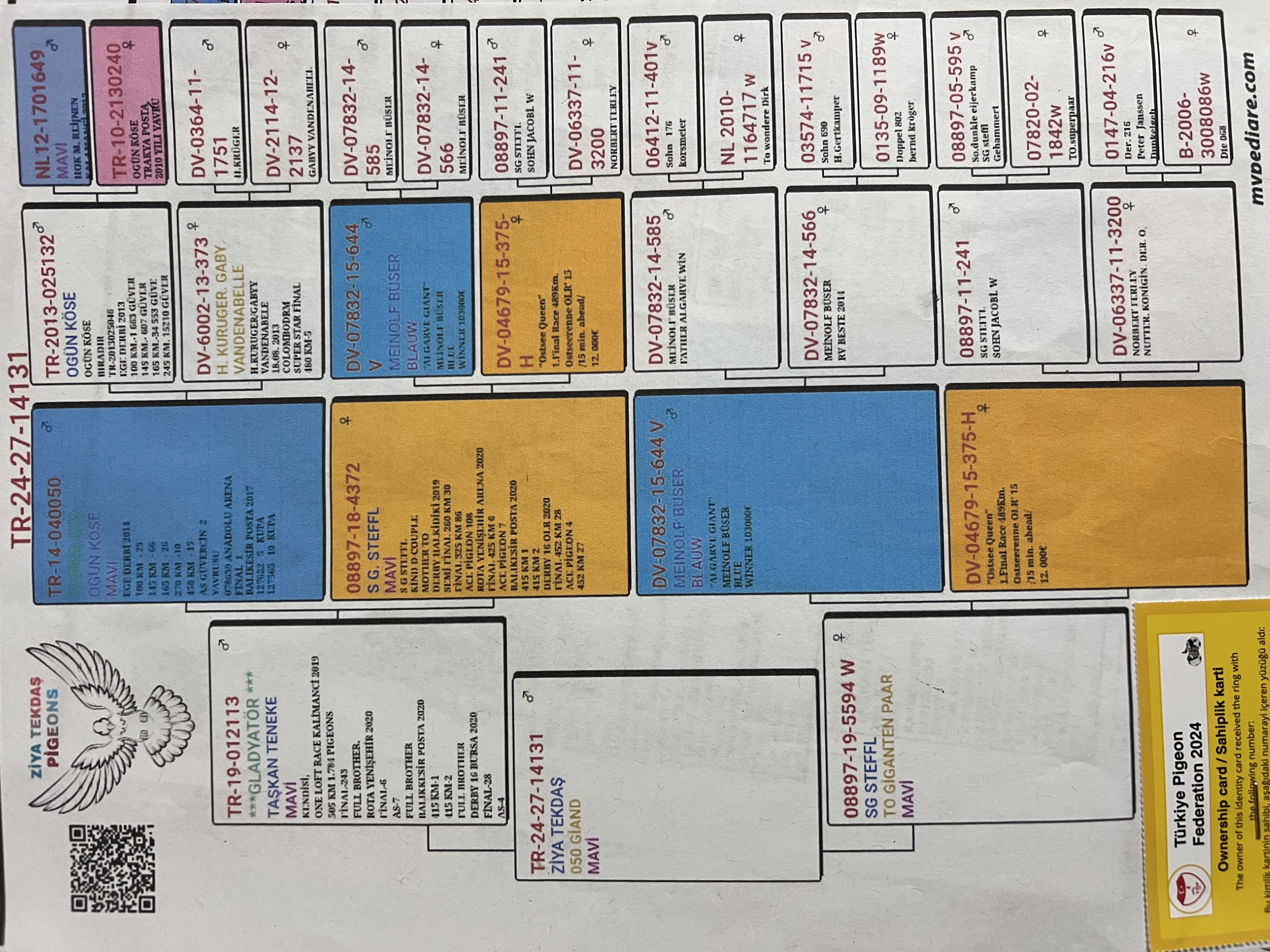 TR24-27-14131 ERKEK / INBREED ALGARVE GIANT PAIR