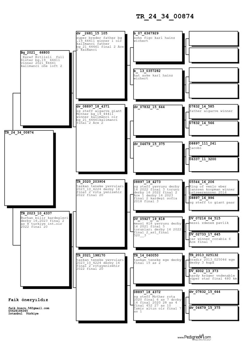 TR24-34-00874 DİŞİ / BABASI EDİP SHABAN STAR 11 KARDEŞİ