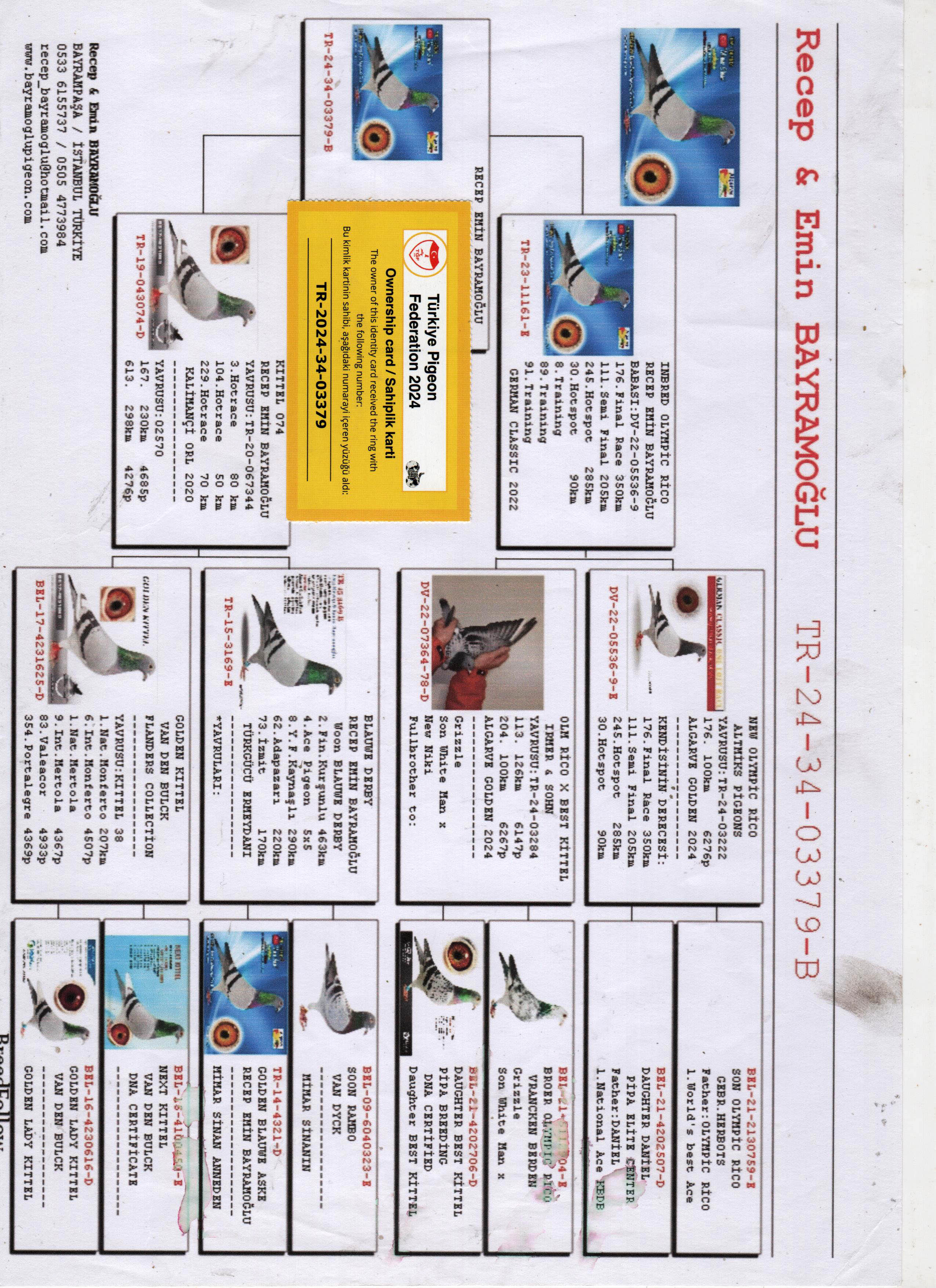 TR24-34-03379 ERKEK / RİCO - VAN DYCK 