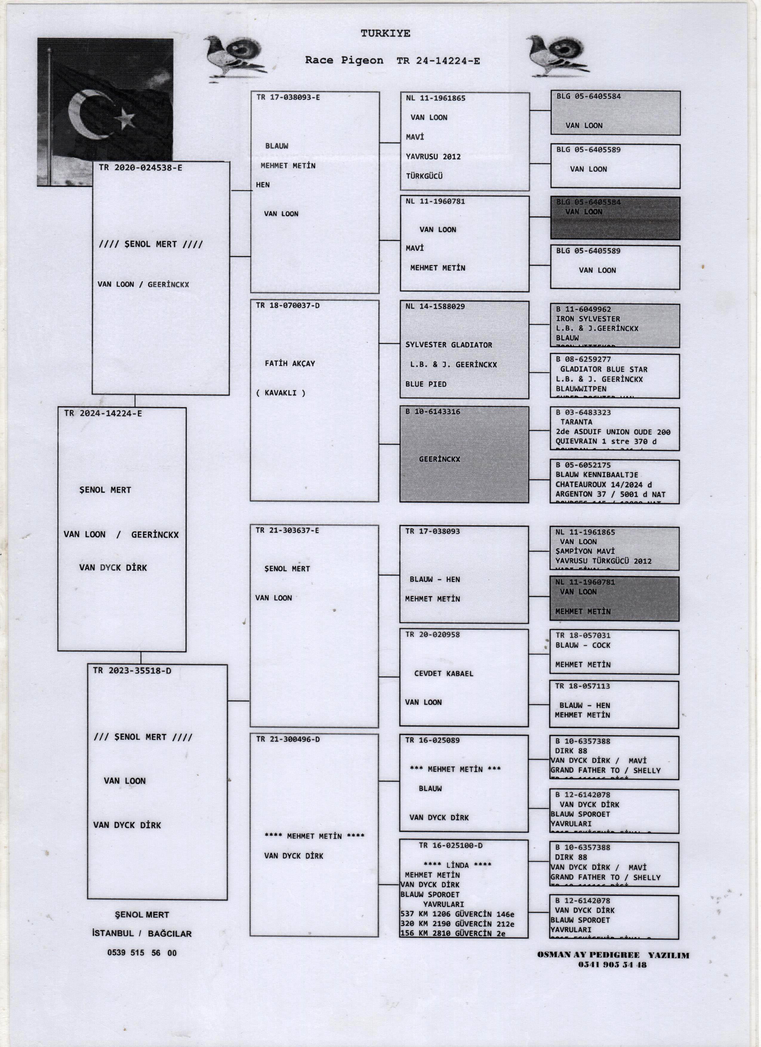 TR24-34-14140 DİŞİ / ANNESİ VAN LOON % 100