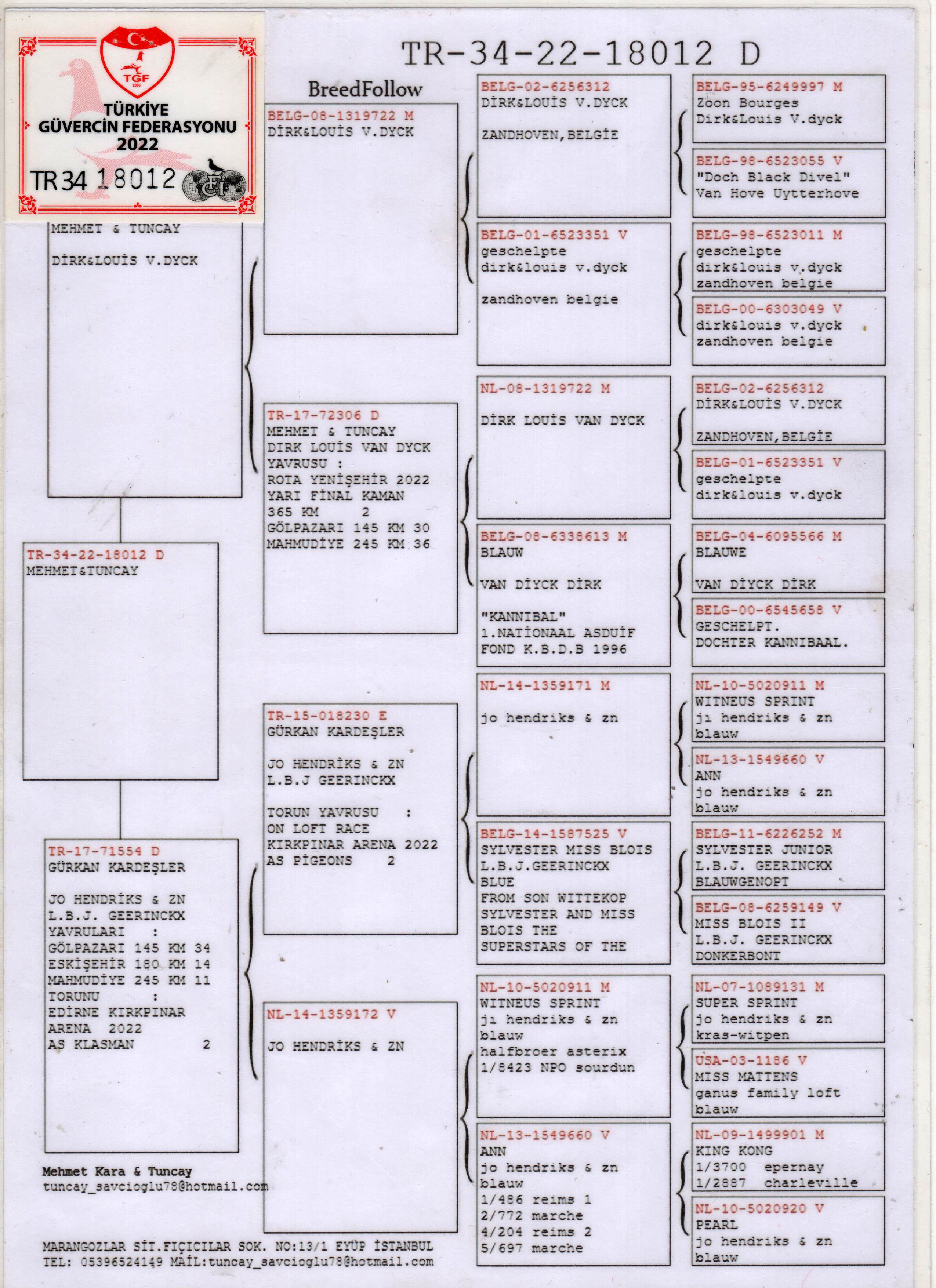 TR24-34-18012 DİŞİ / VAN DYCK - GEERİNCKX 