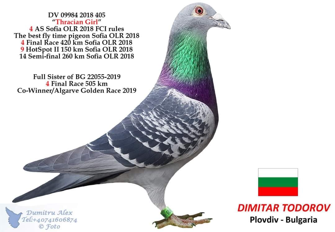 TR24-46-3601 ERKEK / BABADAN KARDEŞİ BİR ÇOK ORTAK KÜMES BAŞARISI ANNEDEN KARDEŞLERİ BİR ÇOK BAŞARI