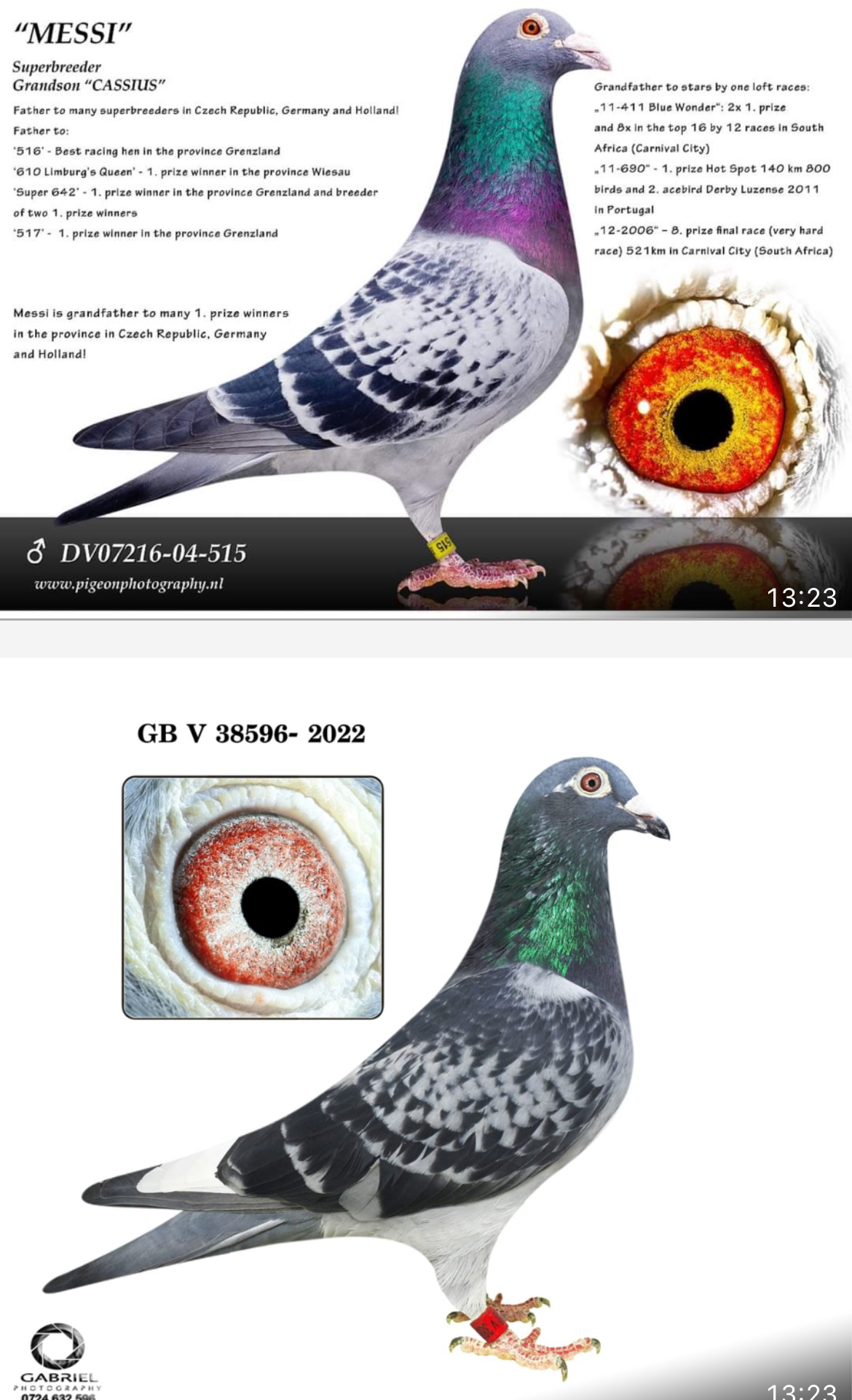 TR24-59-2648 ERKEK / BABASI MESSI TORUNU ANENSI INBREE BEST KITTEL