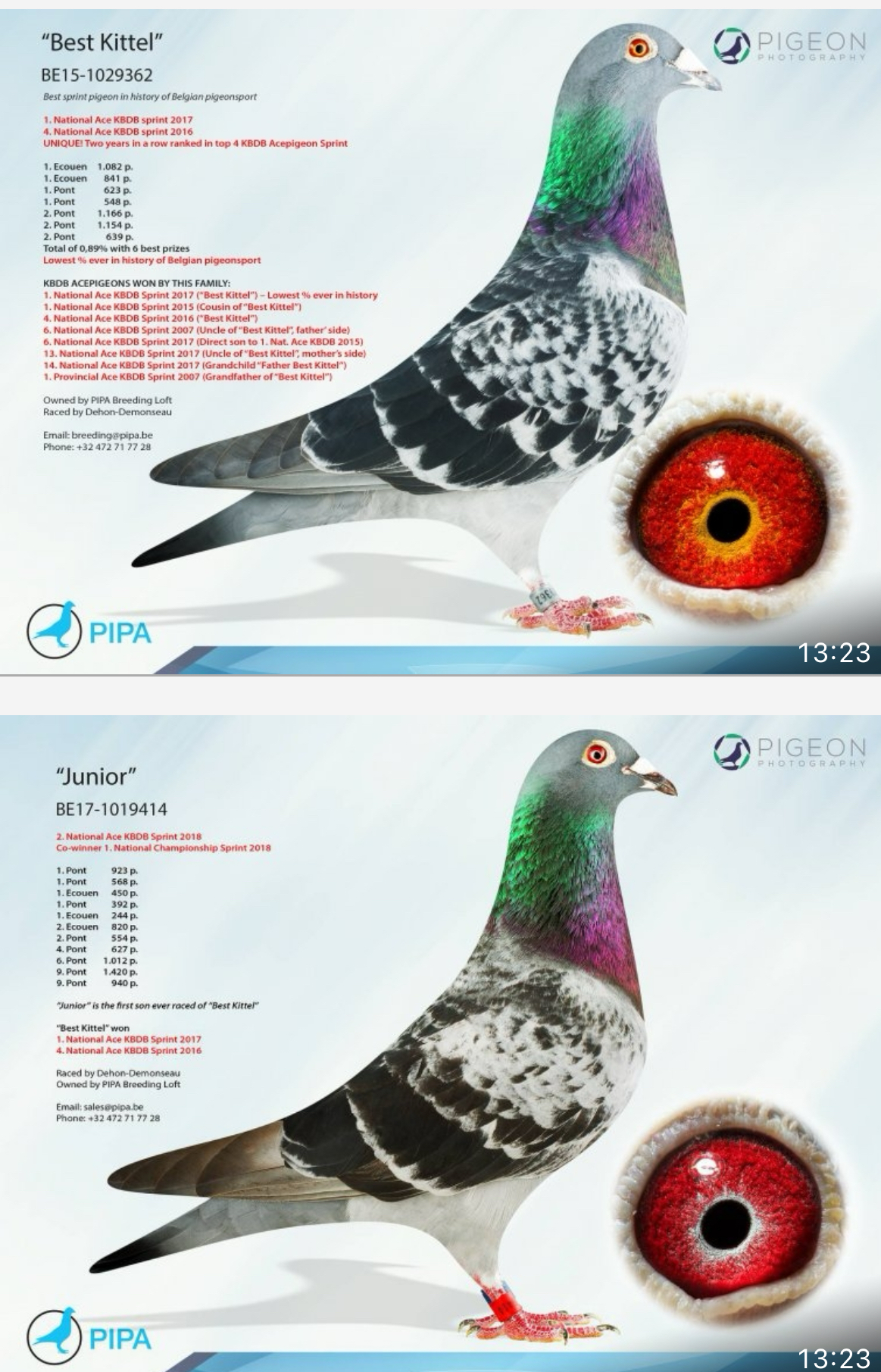 TR24-59-2648 ERKEK / BABASI MESSI TORUNU ANENSI INBREE BEST KITTEL