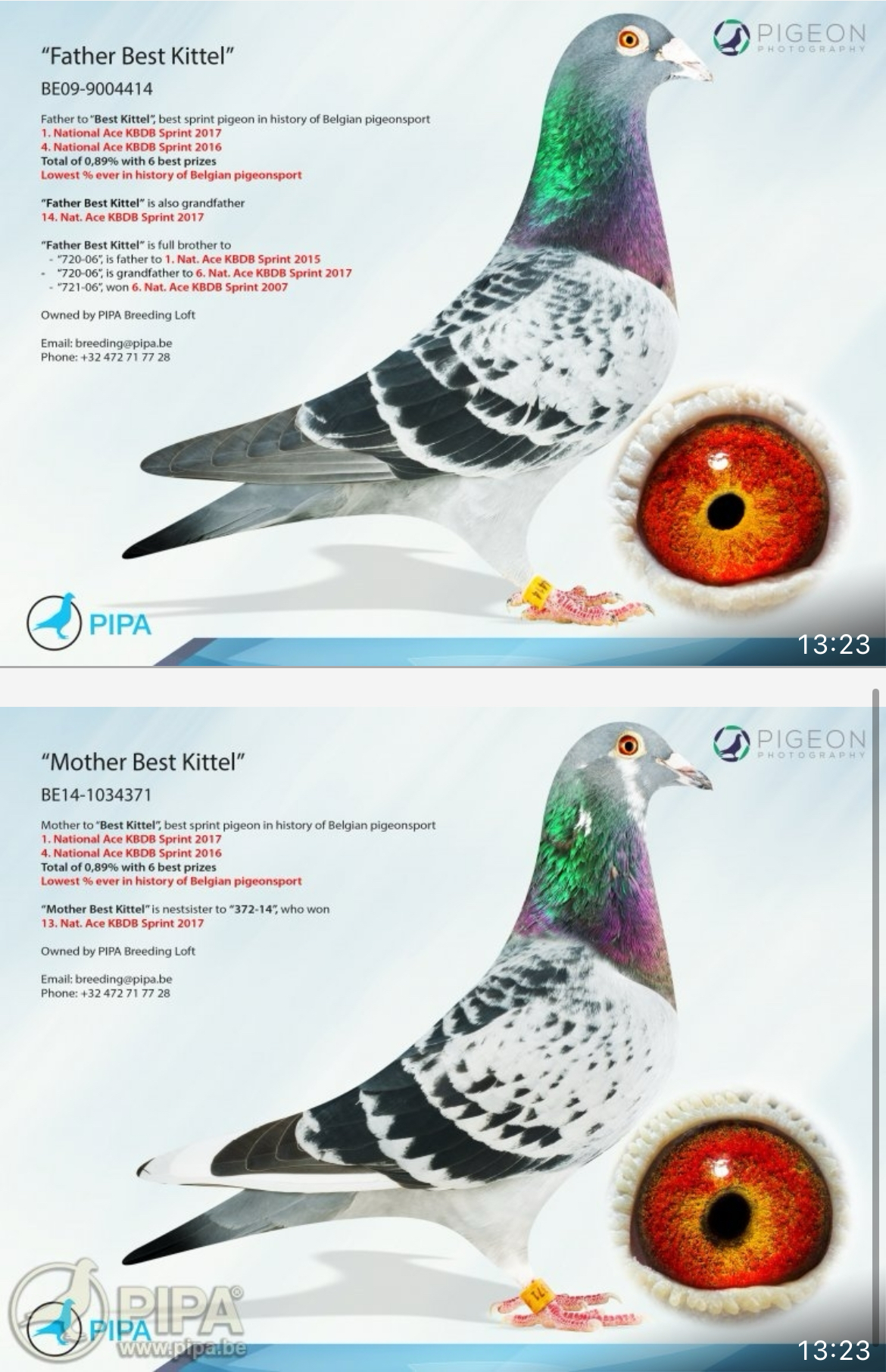 TR24-59-2648 ERKEK / BABASI MESSI TORUNU ANENSI INBREE BEST KITTEL