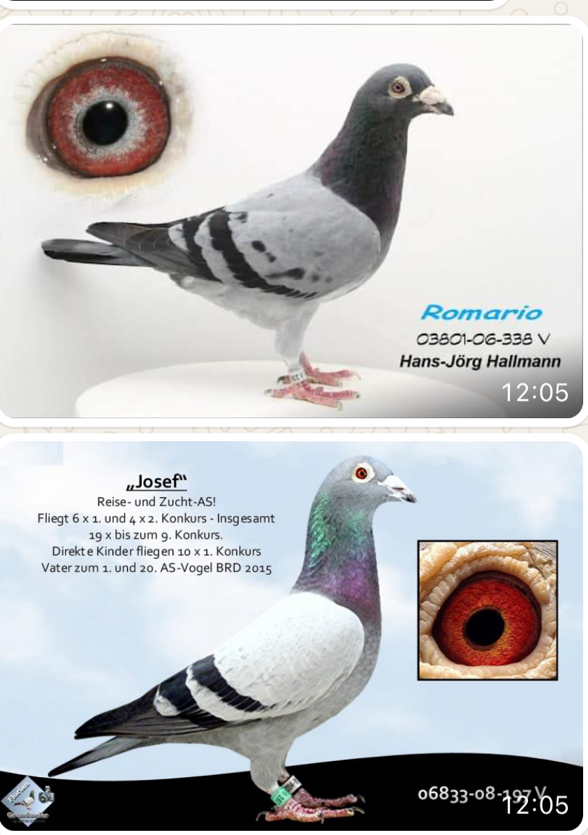 TR24-59-2653 ERKEK / BABASI INBREED ROMARIO ANENSİ JOSEF