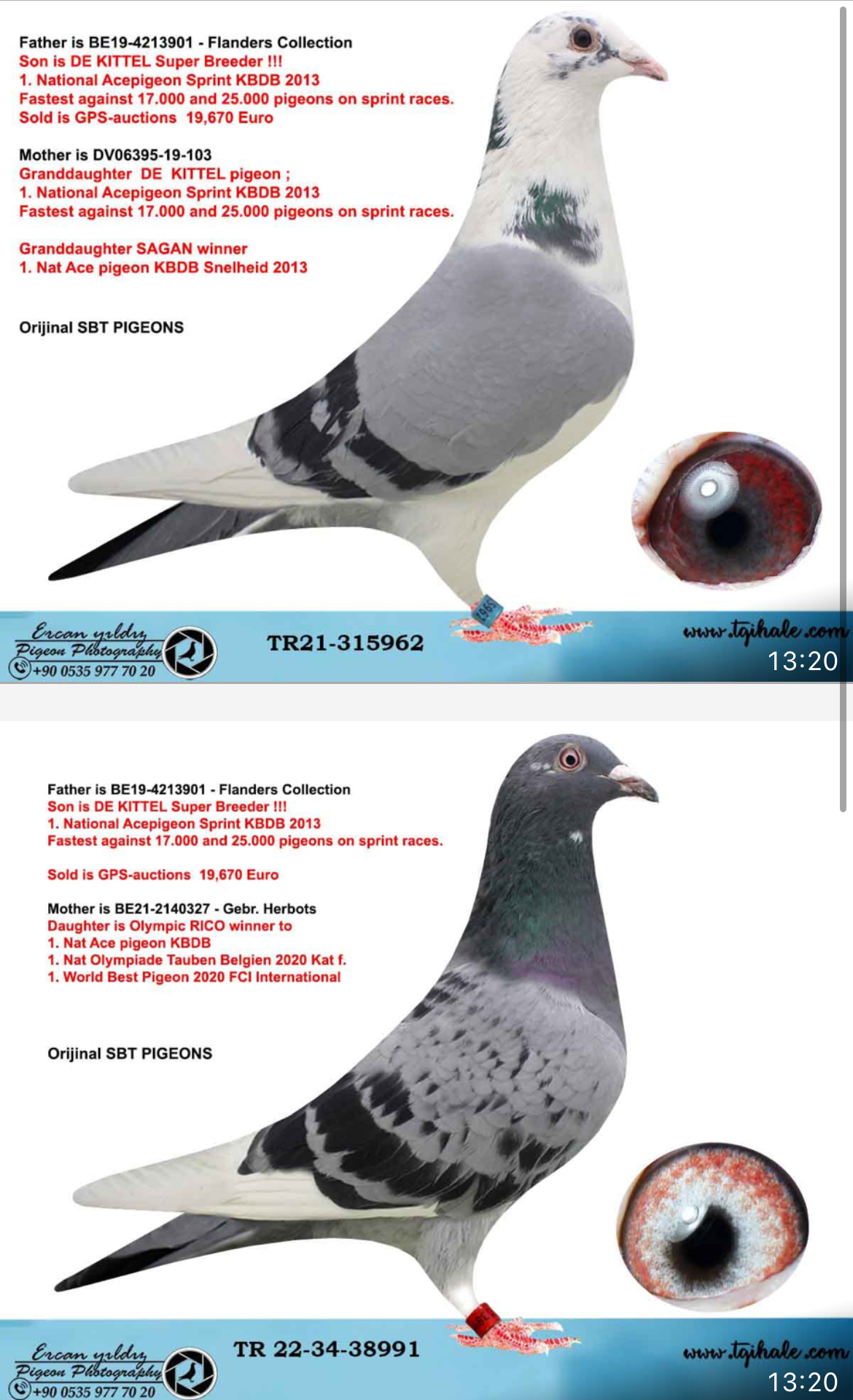TR24-59-2659 DİŞİ / INBREED KITTEL - RICO 