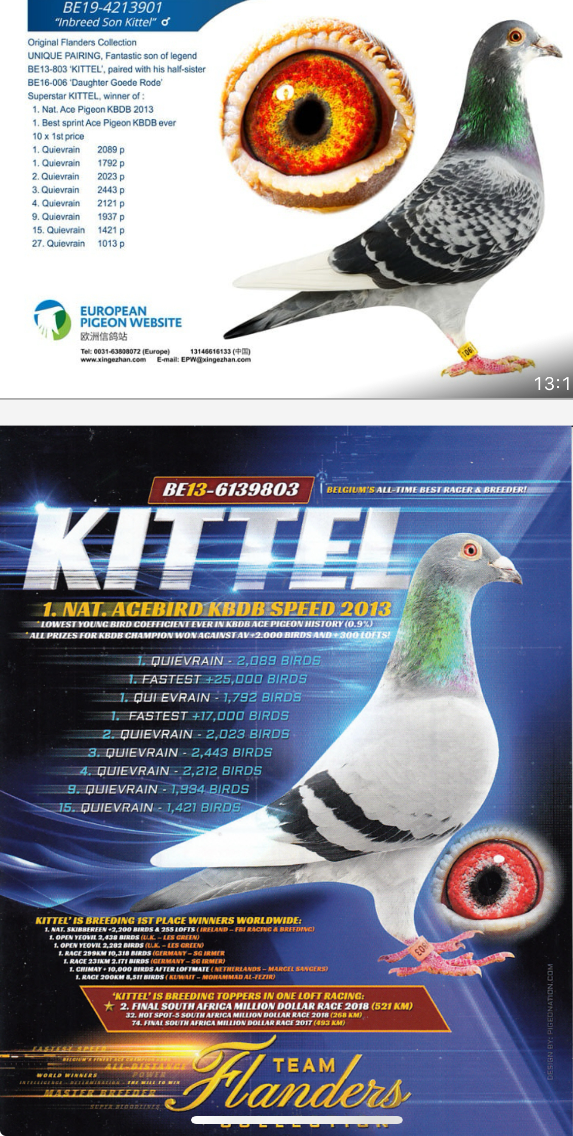 TR24-59-2659 DİŞİ / INBREED KITTEL - RICO 