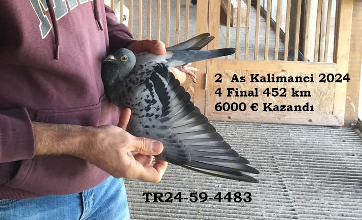 TR24-59-4554 DİŞİ / TAM KARDEŞİ 2 AS KLASMAN KALIMANCI - 4 FİNAL KALIMANCI