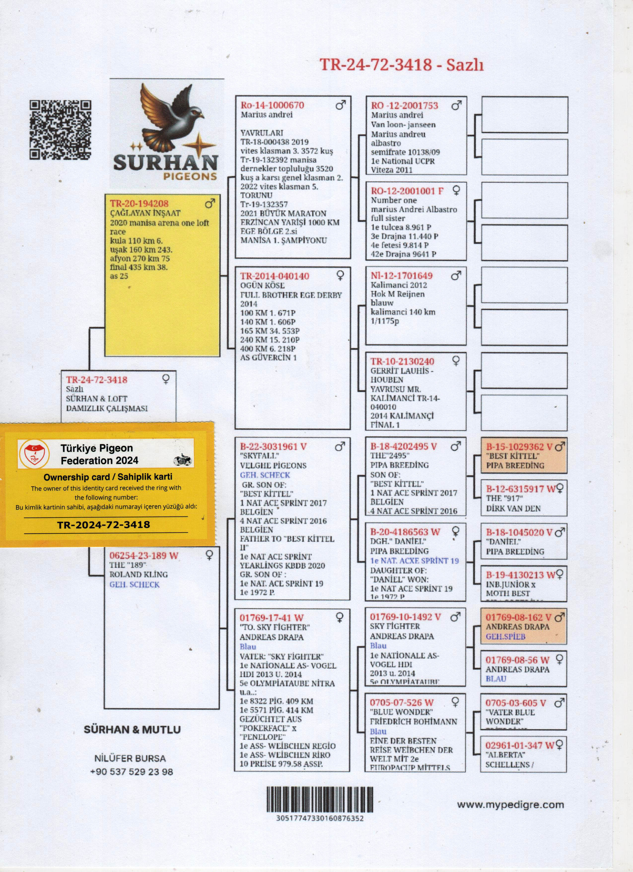 TR24-72-3418 DİŞİ / BABASI 38 FİNAL MANİSA ARENA ANNESİ ROLAND KING