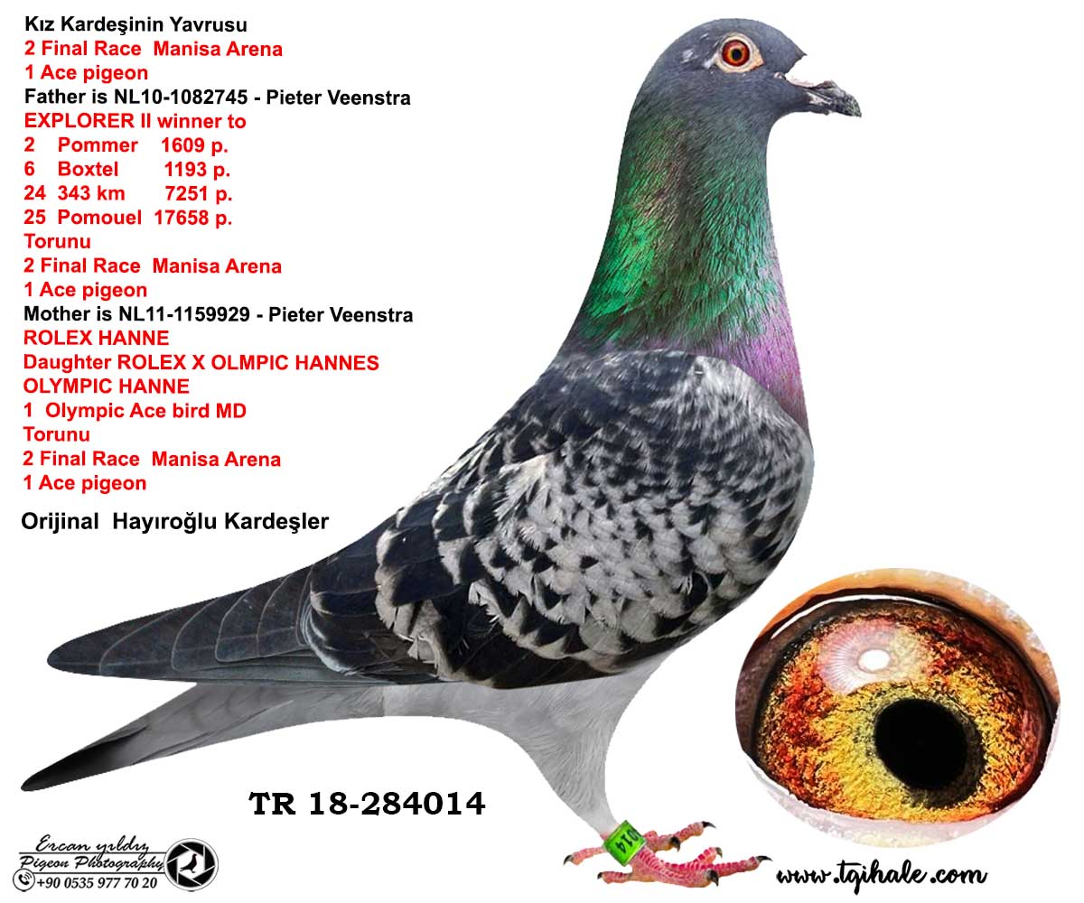 TR24-72-4505 DİŞİ / ANNESİ INBREED ROLEX