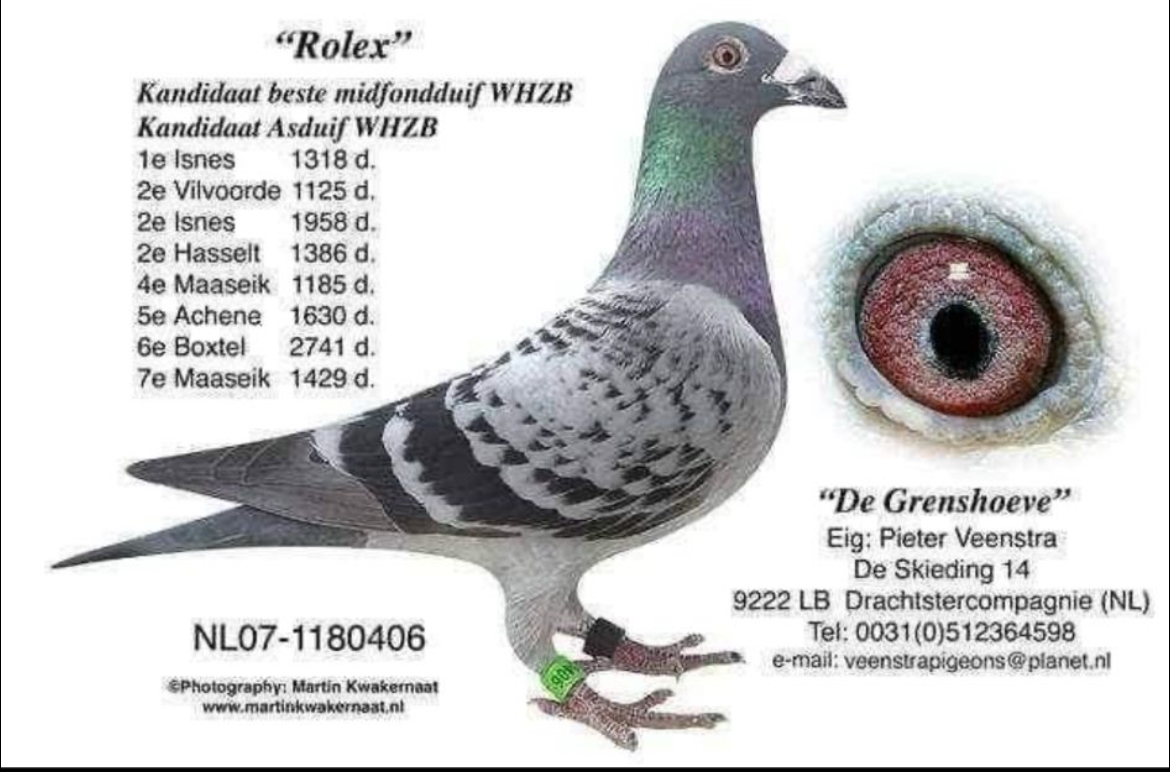 TR24-72-4505 DİŞİ / ANNESİ INBREED ROLEX