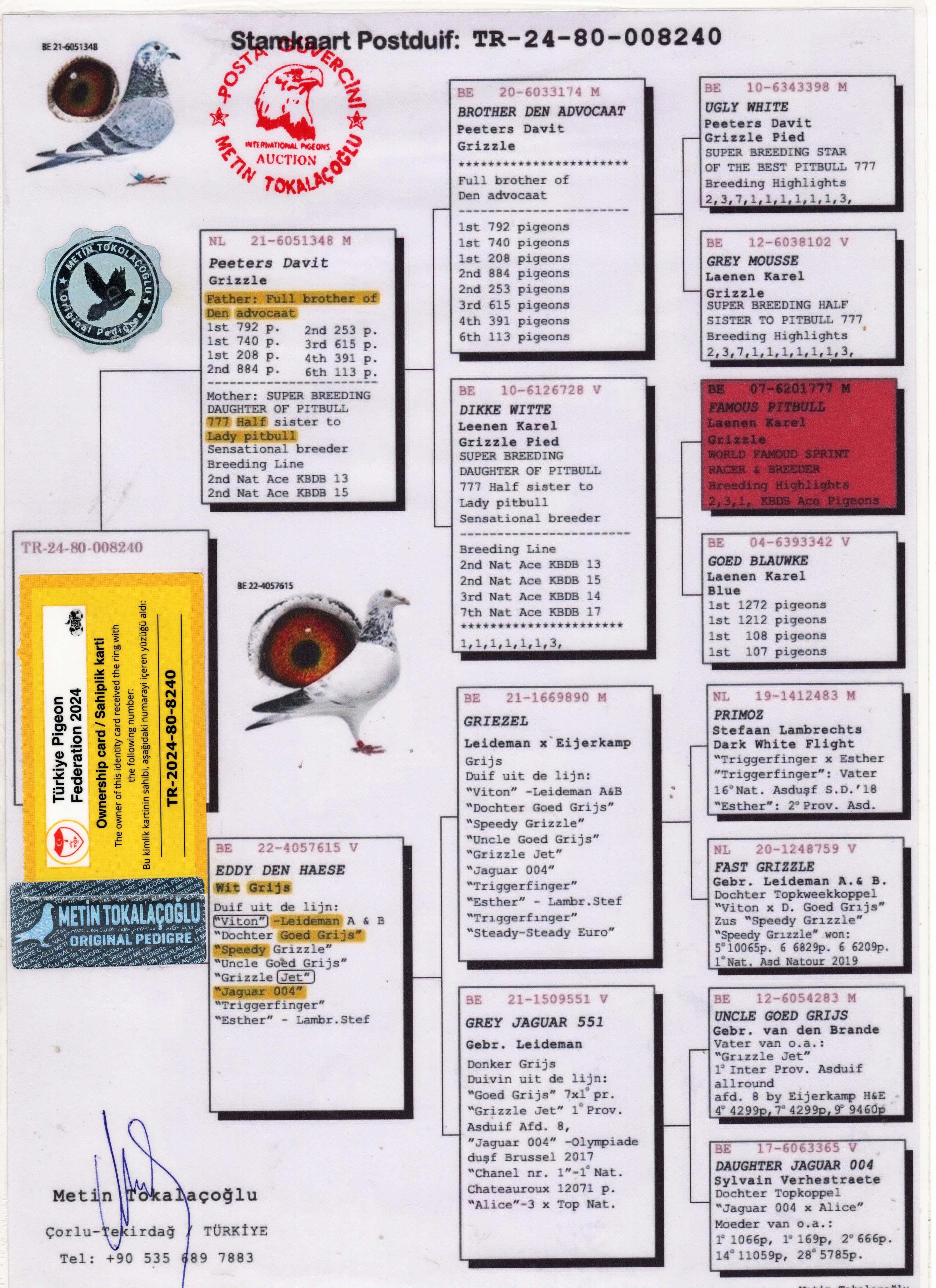 TR24-80-008240 DİŞİ / PİTBULL - GEBR LEIDEMAN