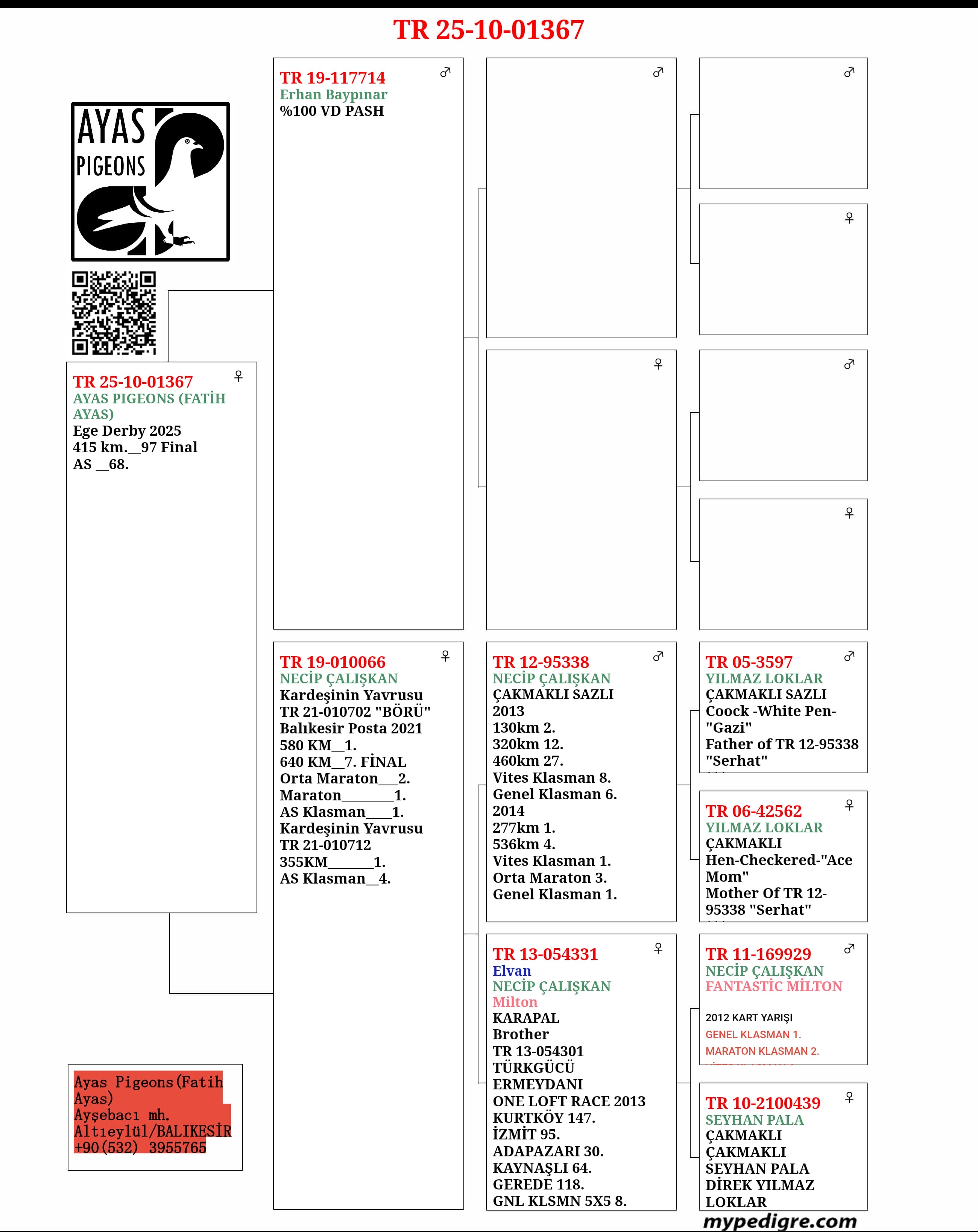 TR25-10-01367 / AYAS PİGEONS  - 97 FİNAL 