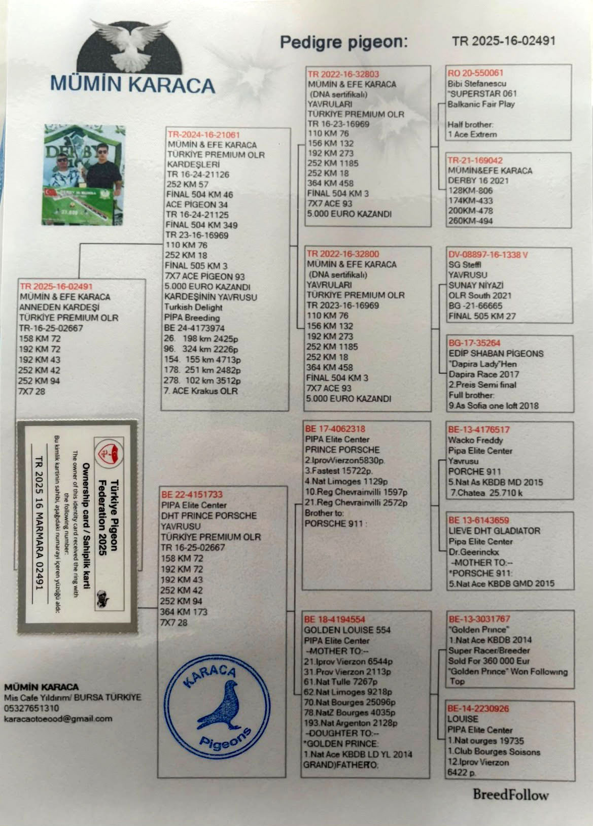 TR25-16-02491 ERKEK / ORJ M&Uuml;MİN KARACA DEDESİ PRINCHE PORSCHE !