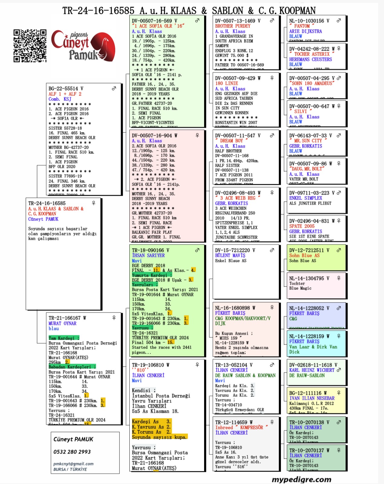 TR25-16-16585 DİŞİ  / BABASI ALFON KLAAS 1 ACE PİGEON  2 ACE PIGEON 