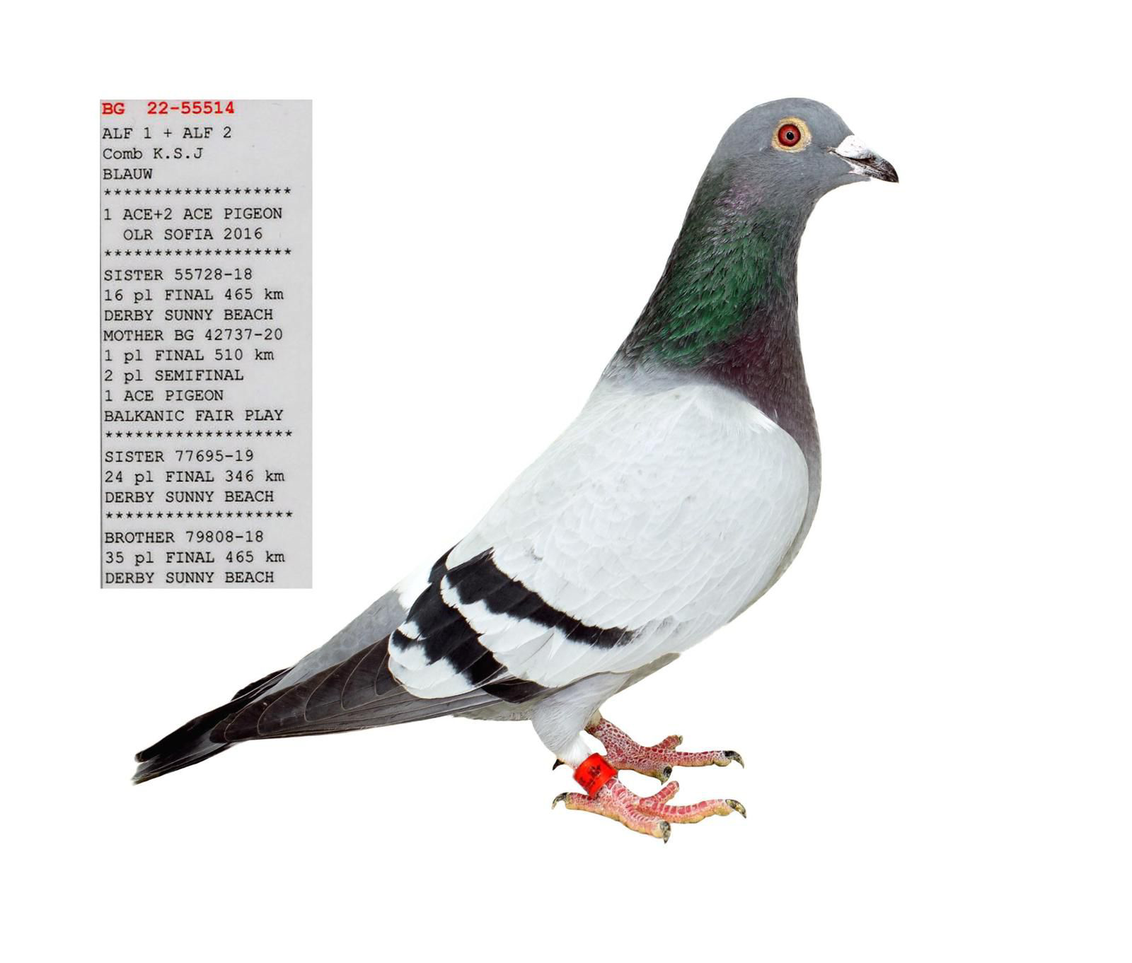 TR25-16-16585 DİŞİ  / BABASI ALFON KLAAS 1 ACE PİGEON  2 ACE PIGEON 